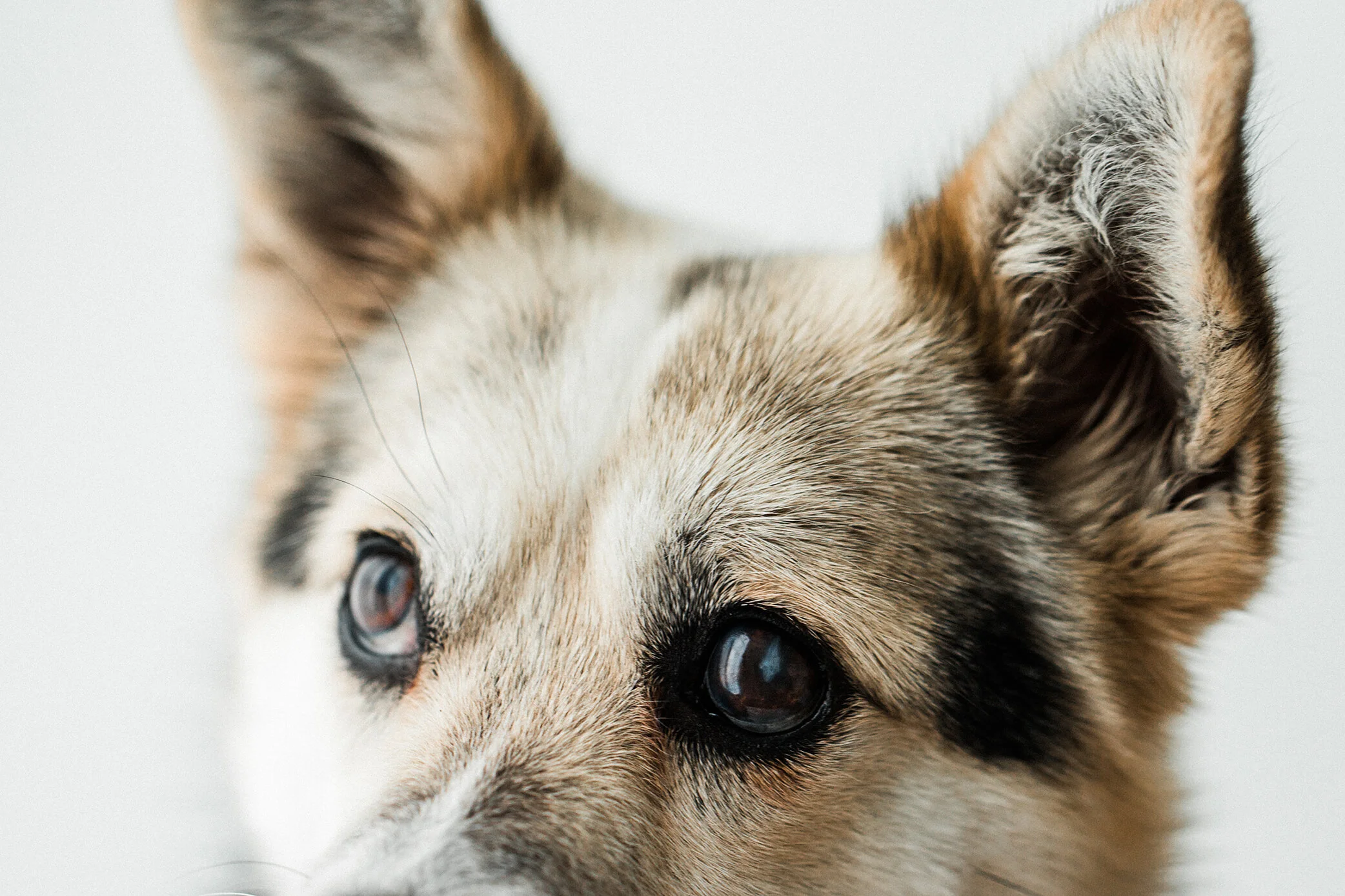 Wildhearts_Pet_Photography03_1.jpg
