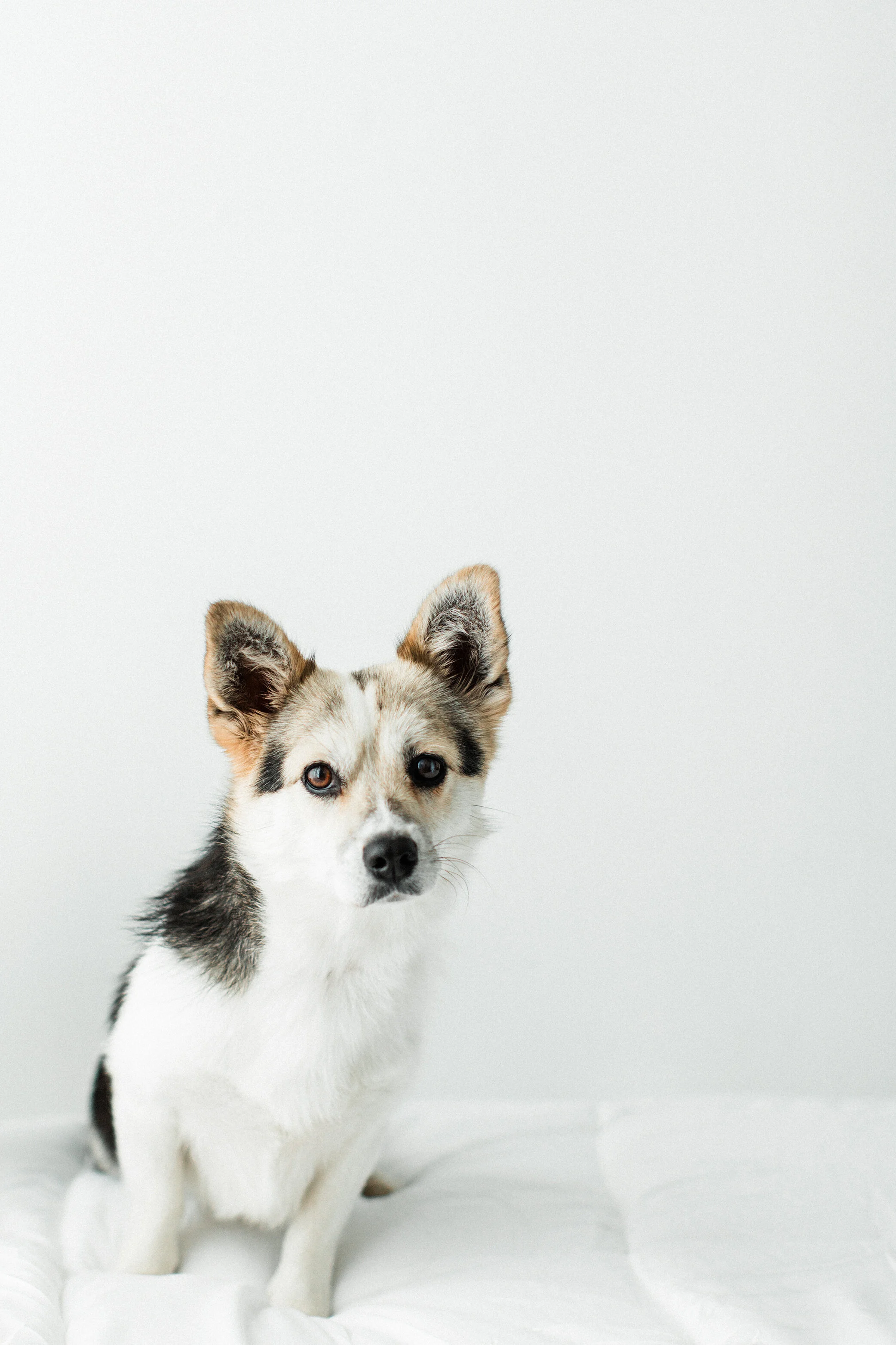 Wildhearts_Pet_Photography06_1.jpg