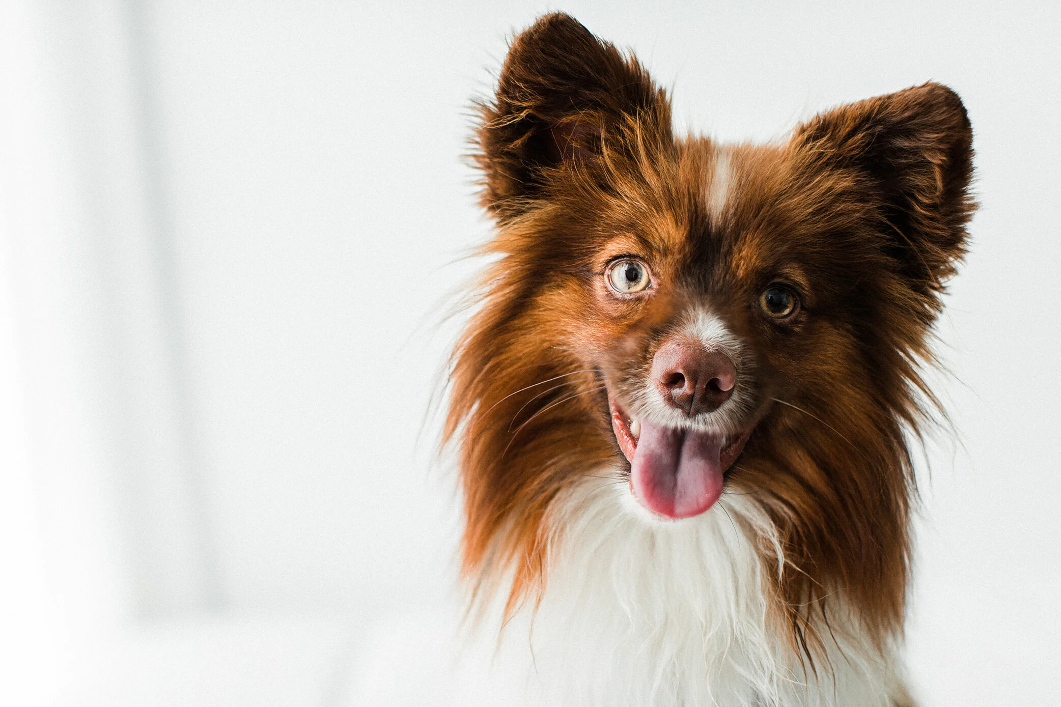 Wildhearts_Pet_Photography20_1.jpg