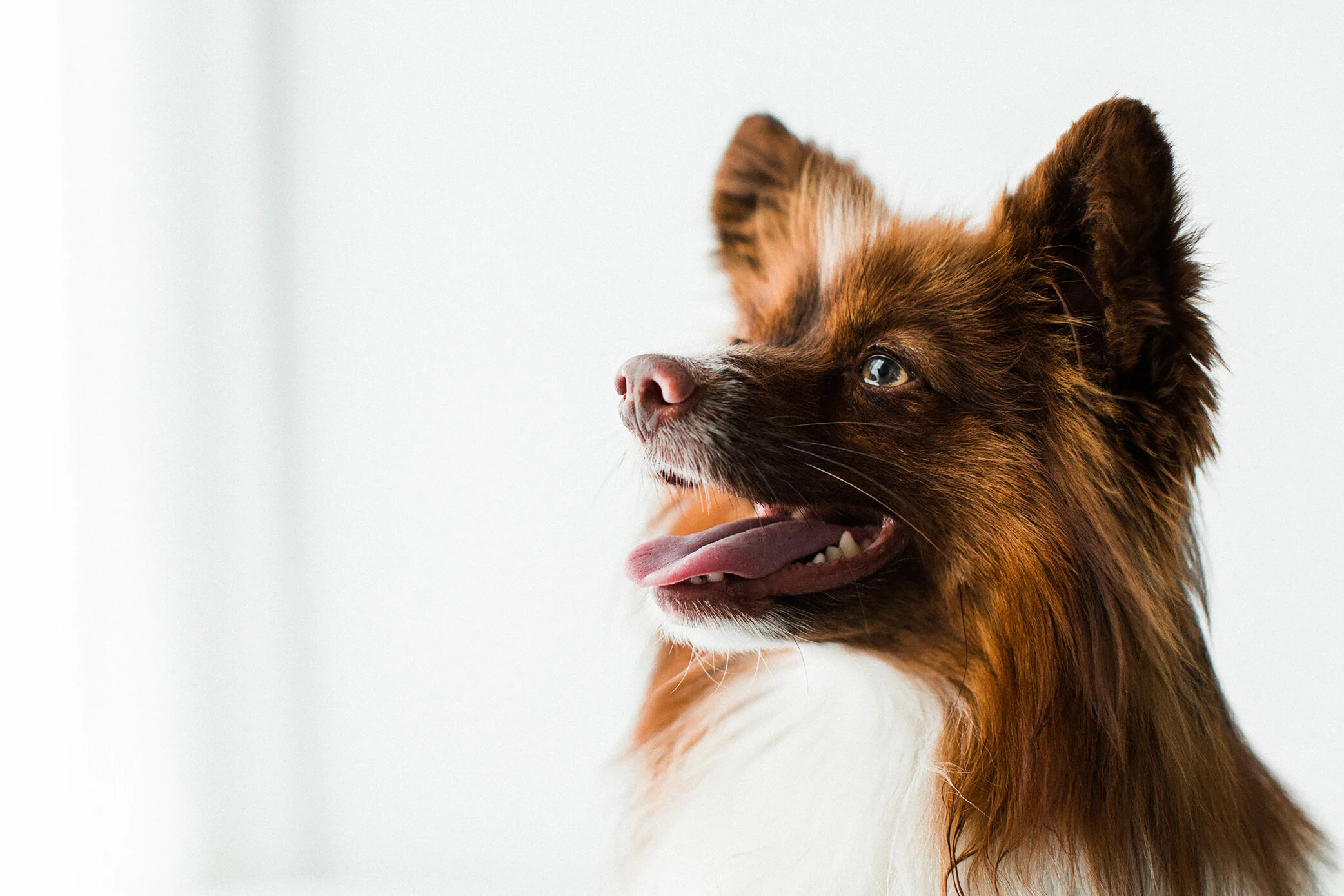 Wildhearts_Pet_Photography21_1.jpg