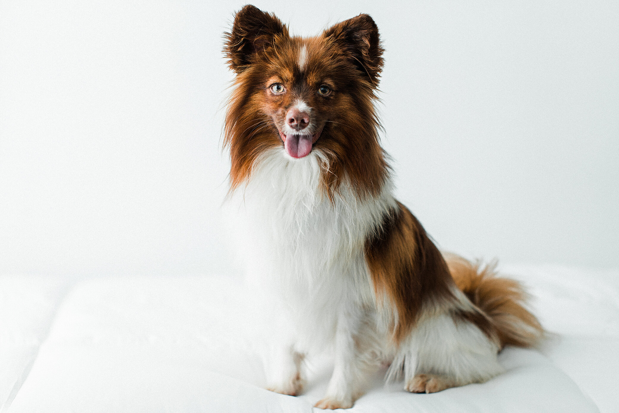 Wildhearts_Pet_Photography22_1.jpg
