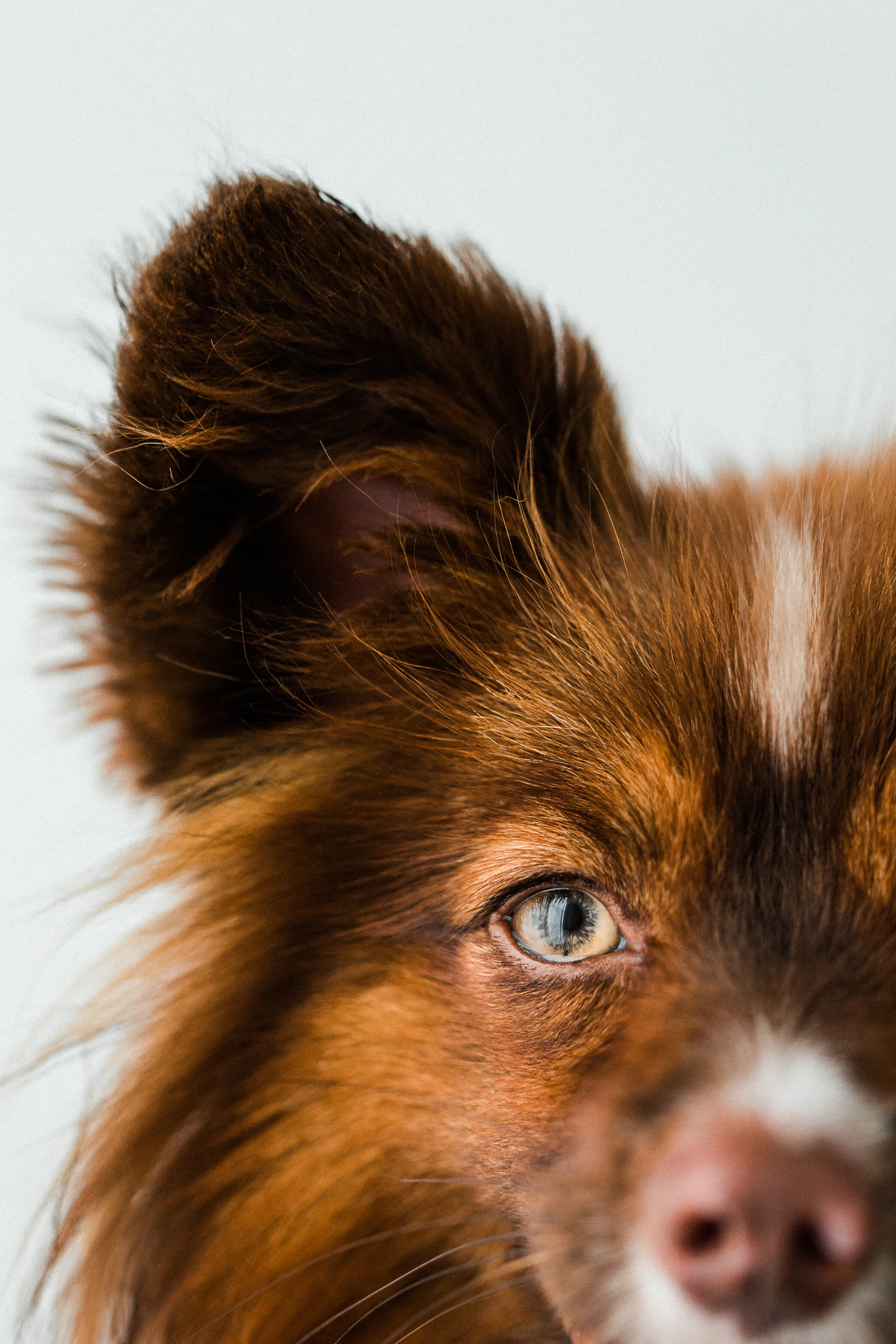 Wildhearts_Pet_Photography24_1.jpg