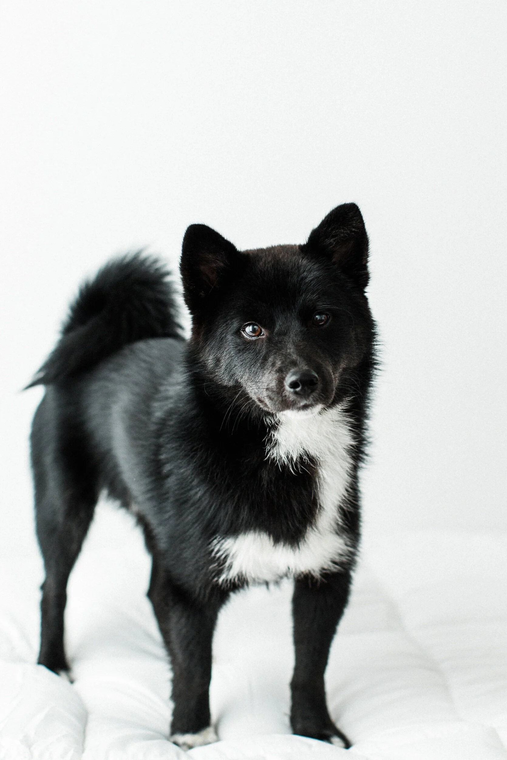 Wildhearts_Pet_Photography07_1.jpg