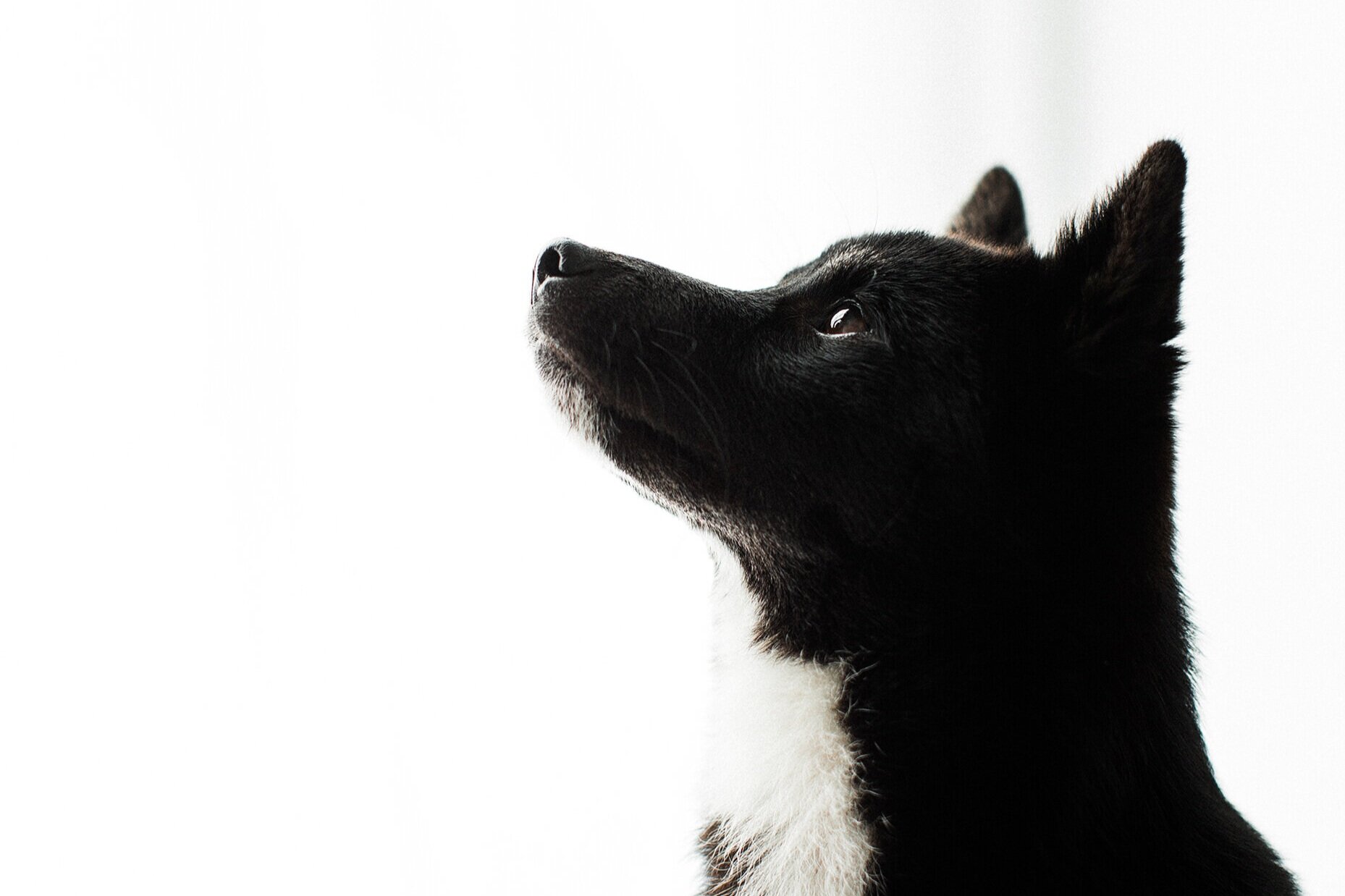 Wildhearts_Pet_Photography11_1.jpg