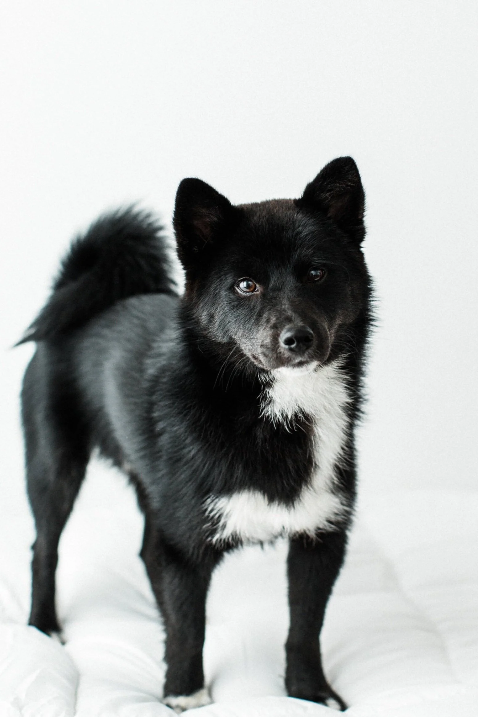 Jovi