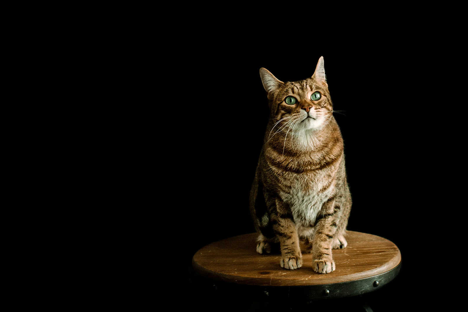 seattle pet photographer, seattle pet photography, seattle cat photographer, cat photography, studio cat photography