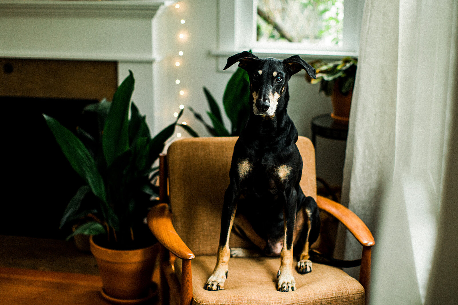senior dog photography in seattle, seattle pet photographer, seattle pet photography, seattle dog photographer, dog photography, in home dog photography, senior dog photographyy