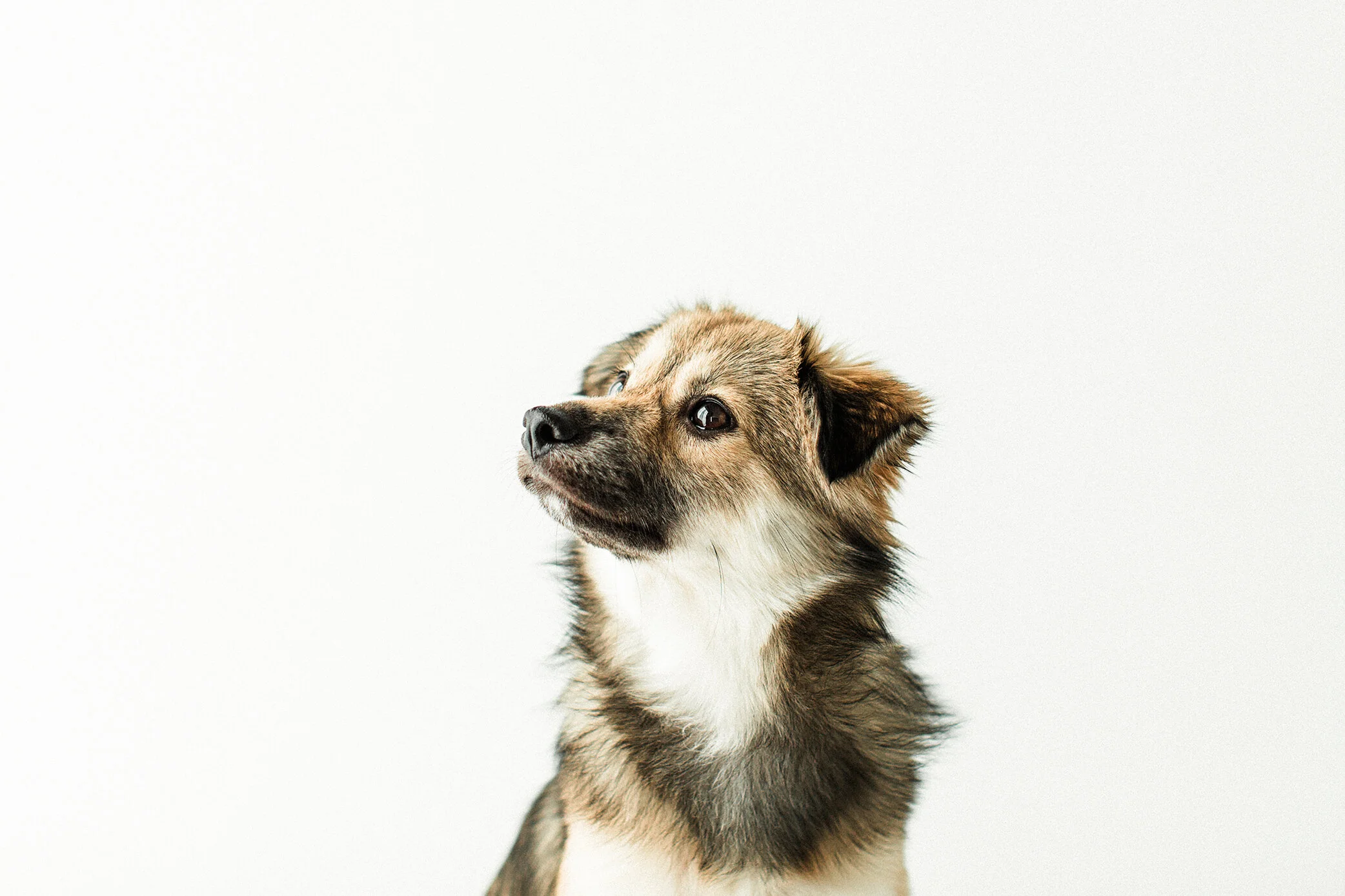 Cookie_Wildhearts_Photography02.jpg