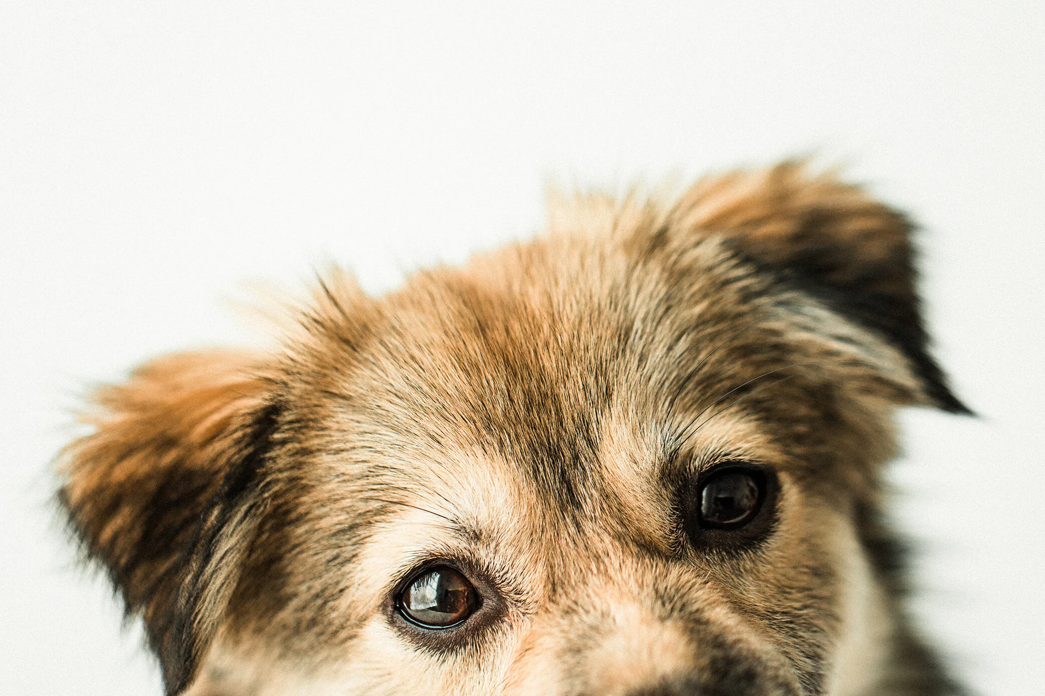 Cookie_Wildhearts_Photography01.jpg