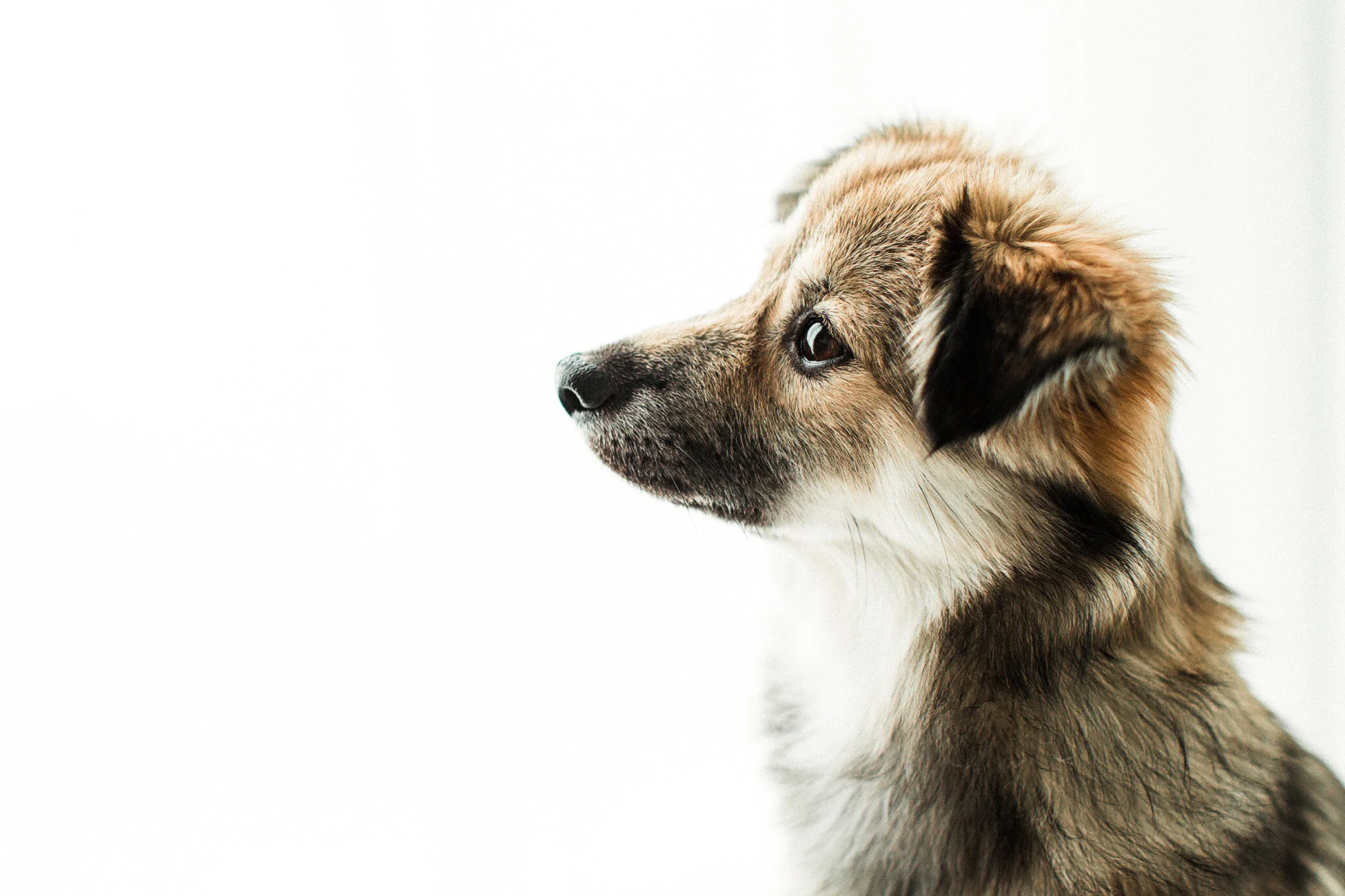 Cookie_Wildhearts_Photography04.jpg