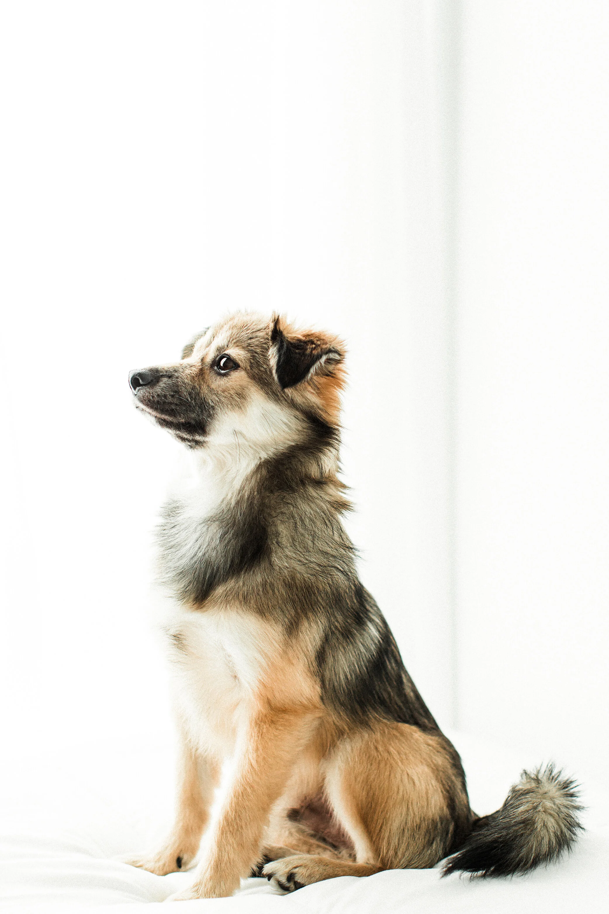 Cookie_Wildhearts_Photography03.jpg