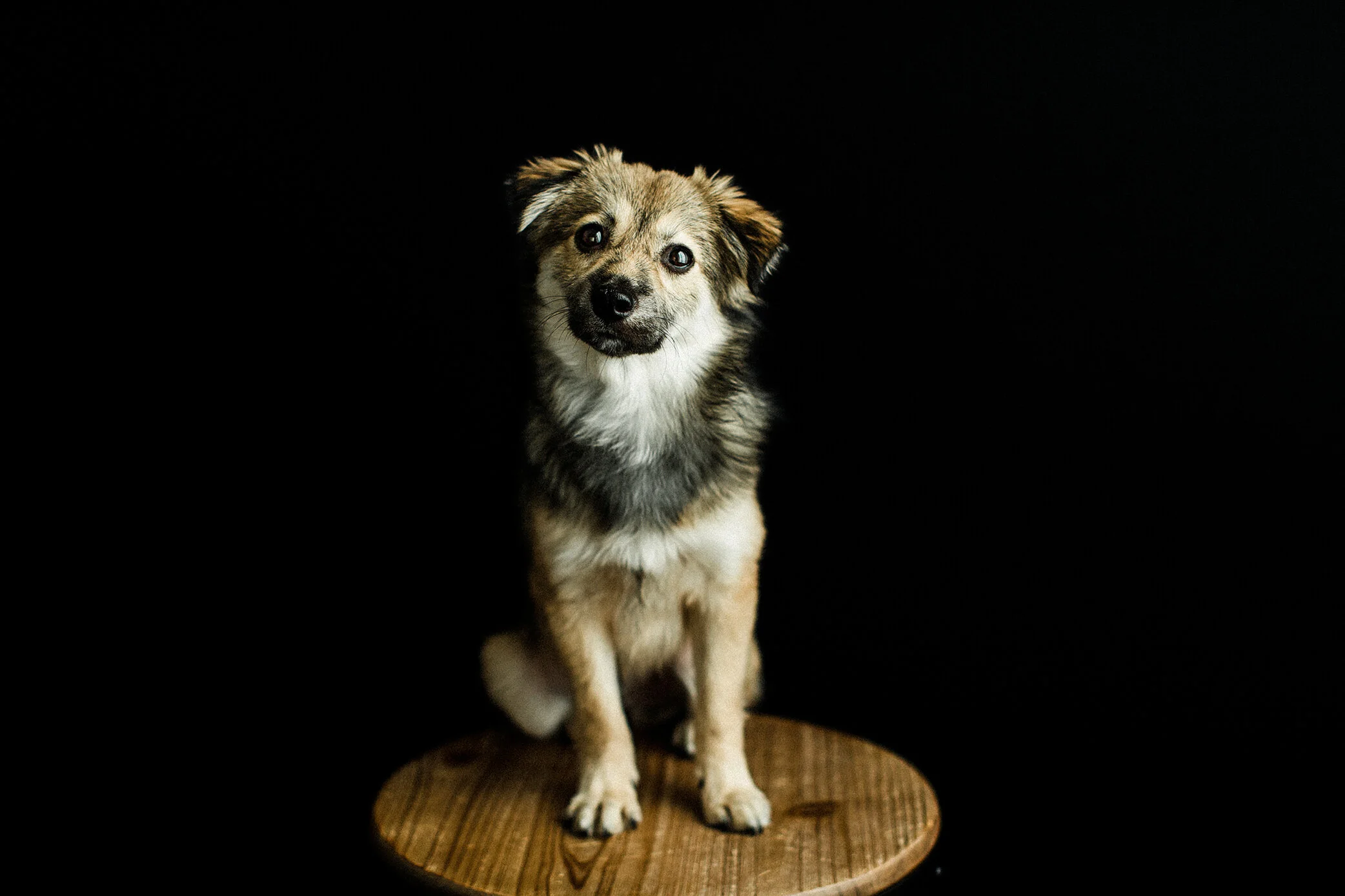 Cookie_Wildhearts_Photography07.jpg