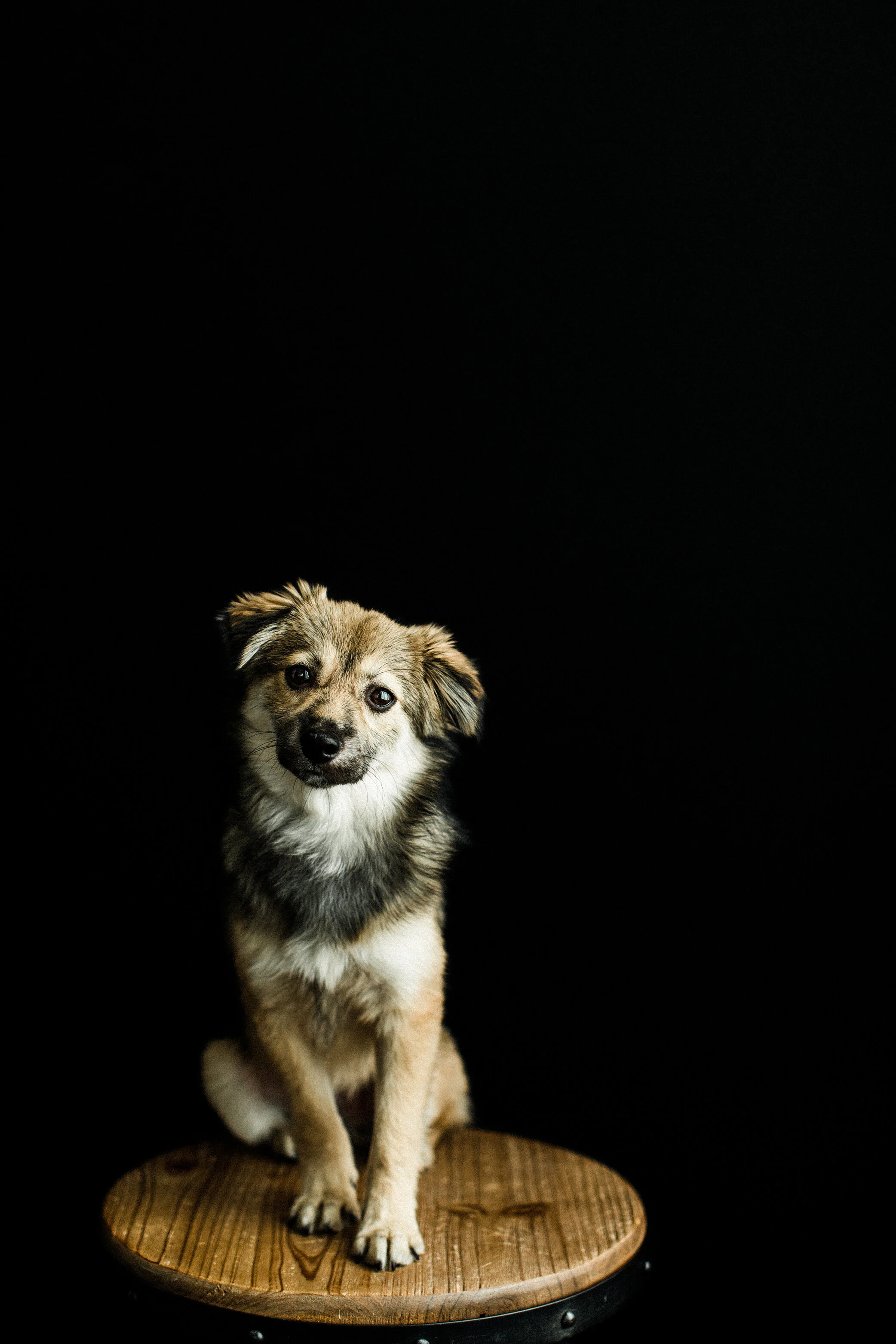 Cookie_Wildhearts_Photography06.jpg