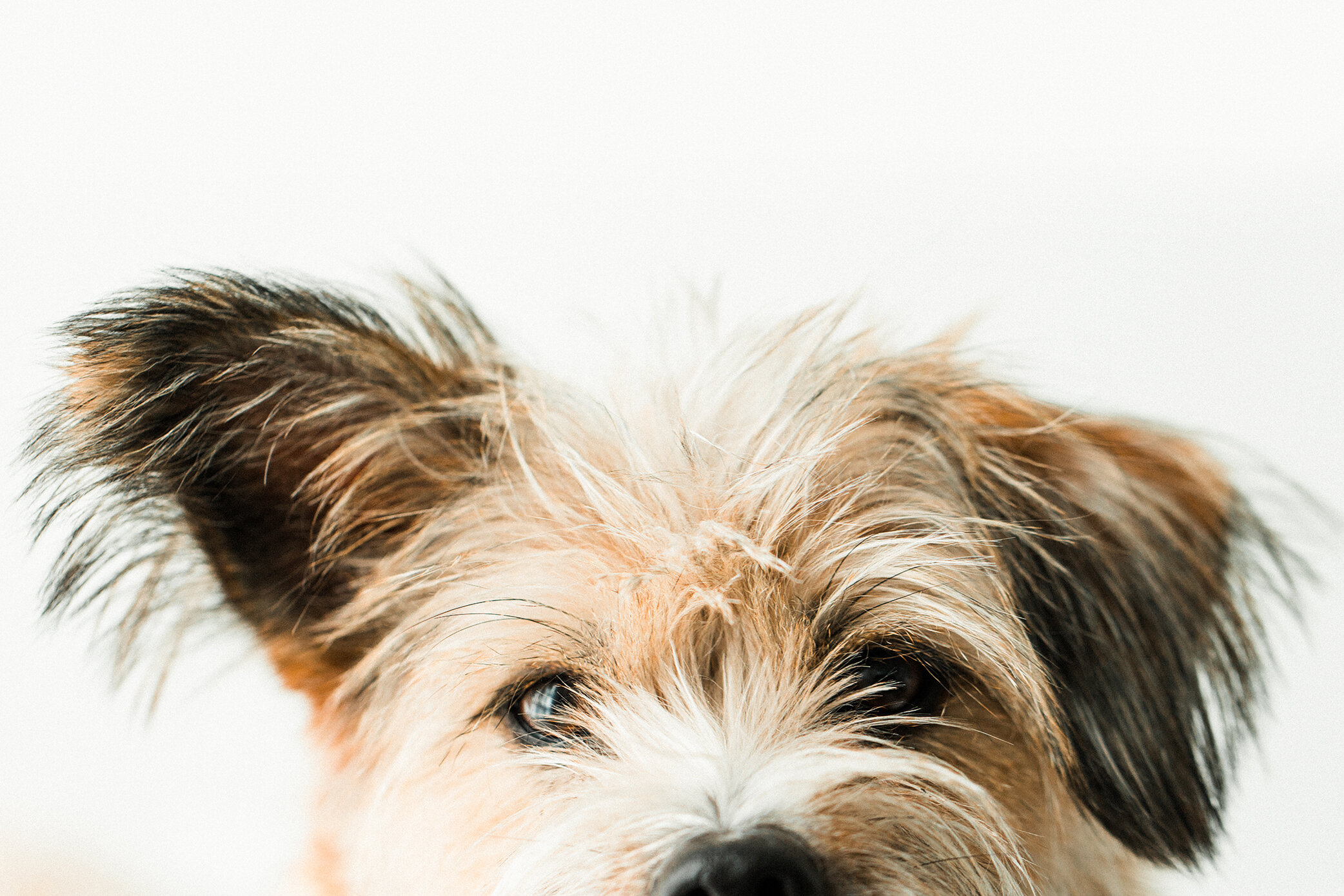 Wildhearts_Photography43.jpg