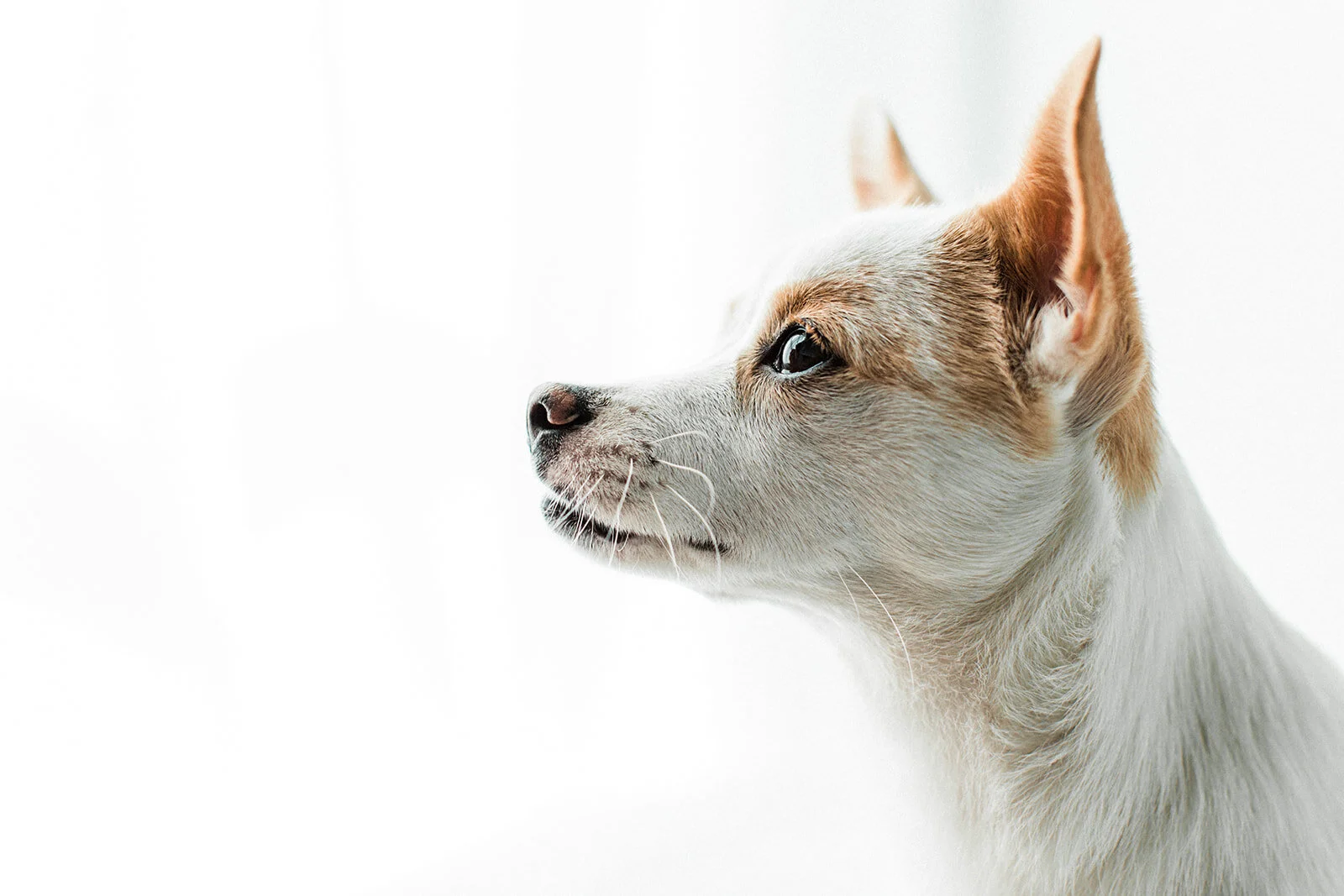 Tiny_Wildhearts_Photography04.jpg