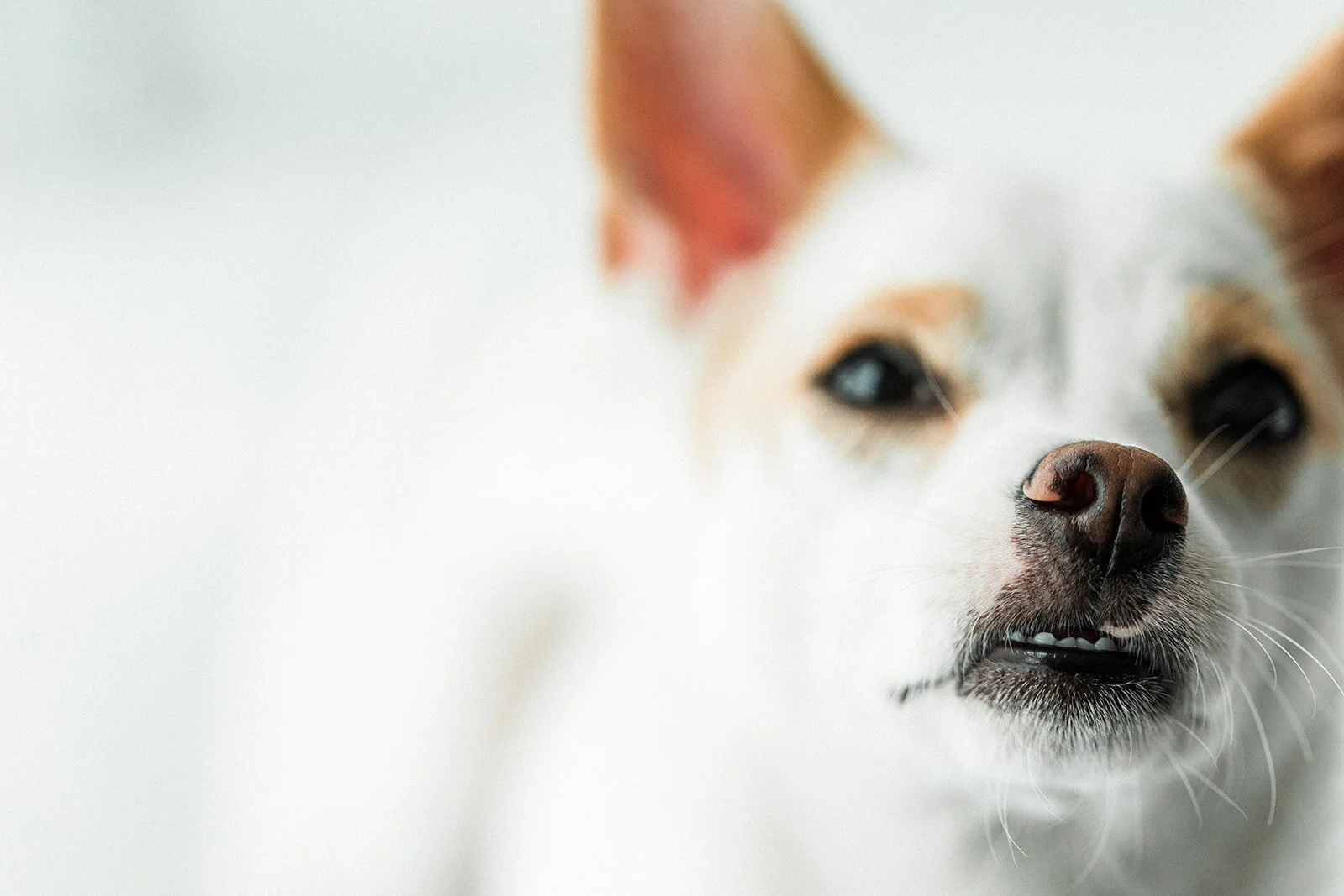 Tiny_Wildhearts_Photography08.jpg
