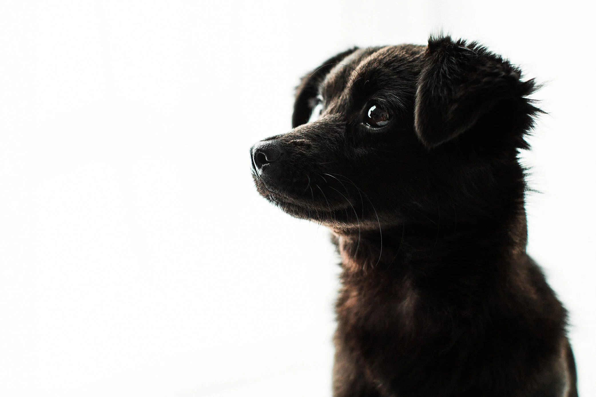Wildhearts_Photography0109.jpg
