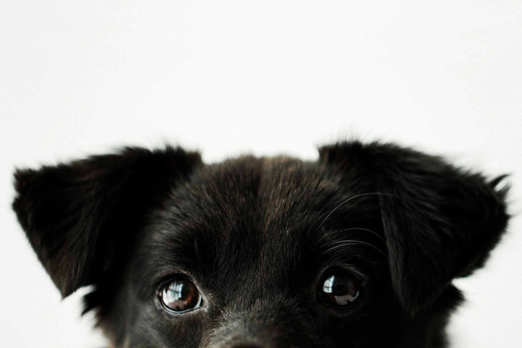 Wildhearts_Photography0117.jpg