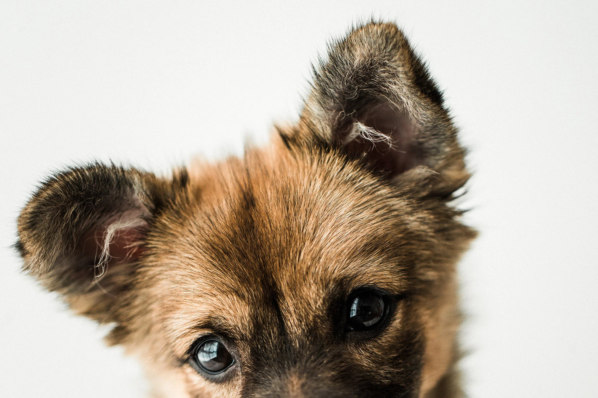 Wildhearts_Photography0105.jpg
