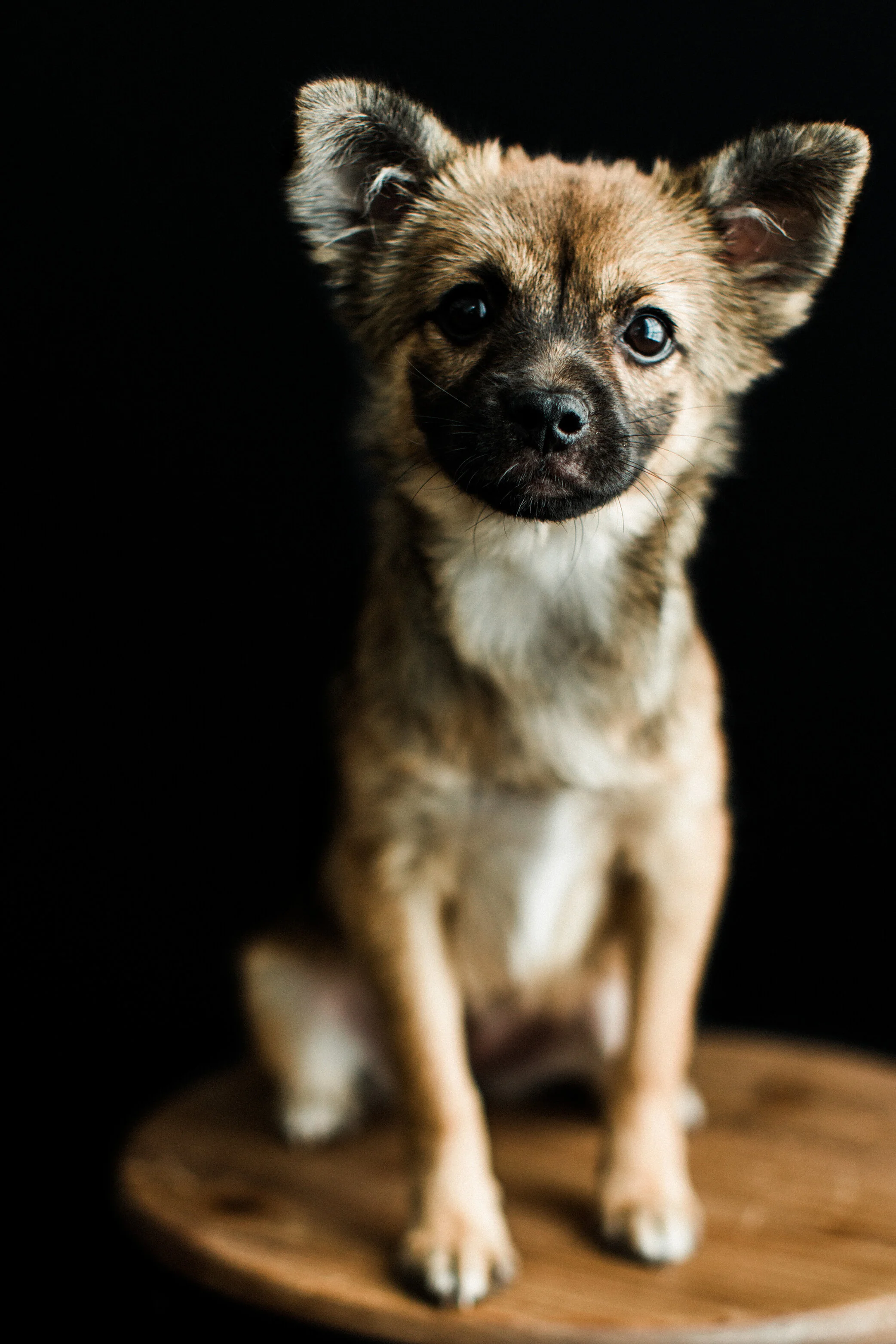 Mochi