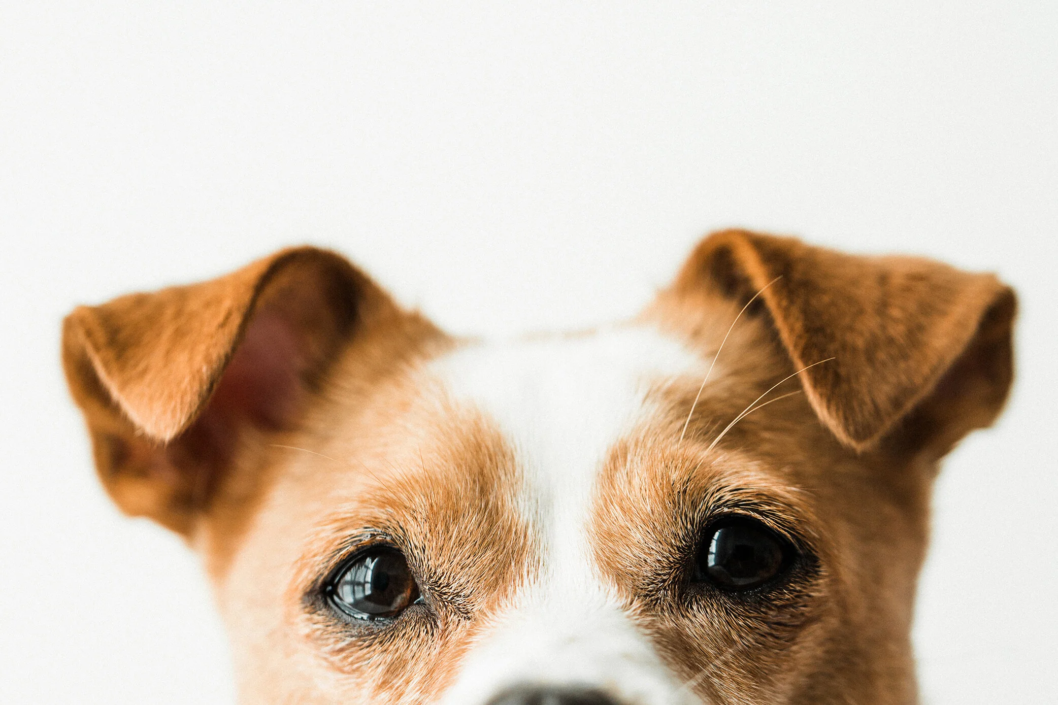 Wildhearts_Photography0120.jpg