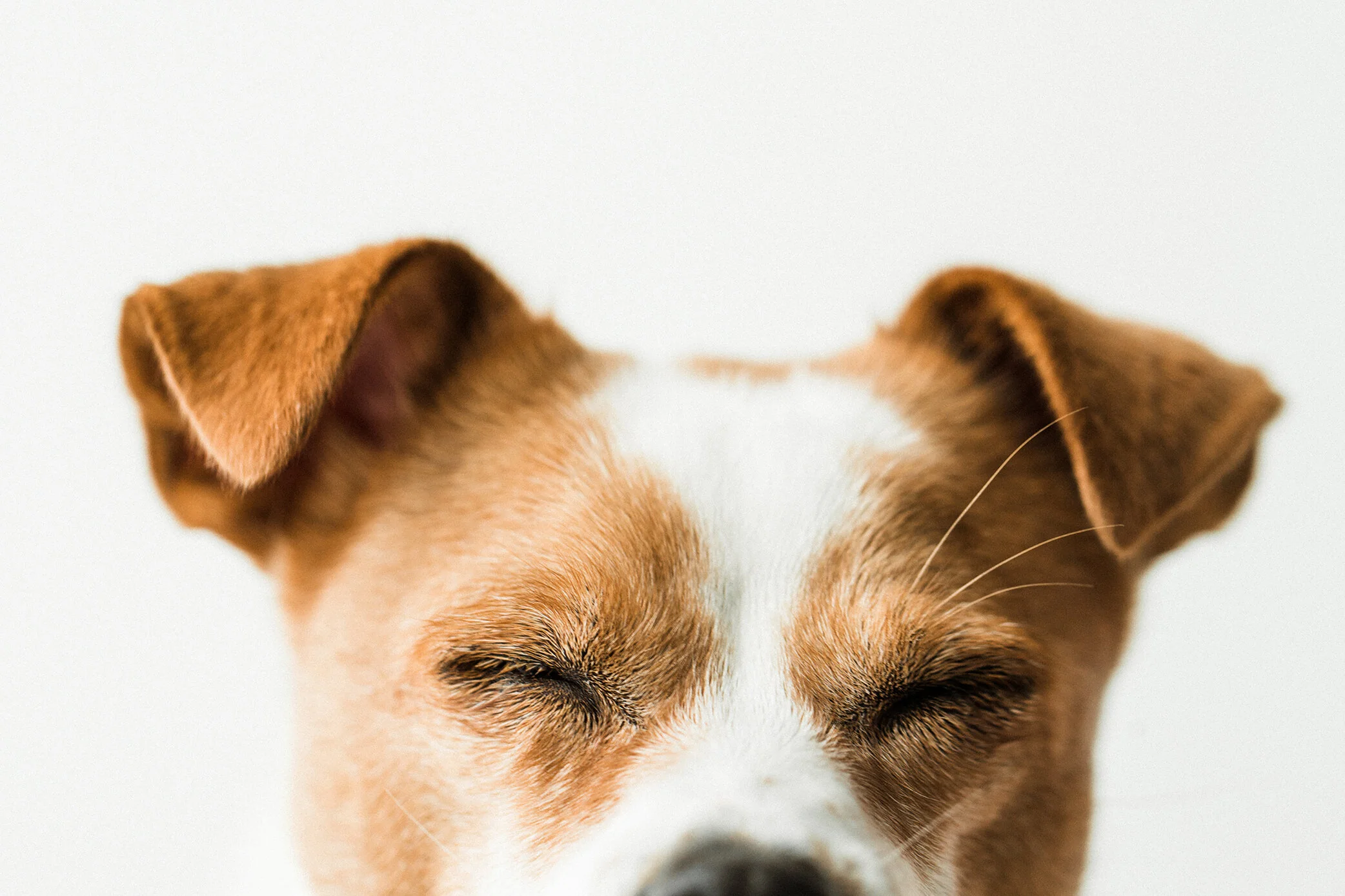 Wildhearts_Photography0121.jpg