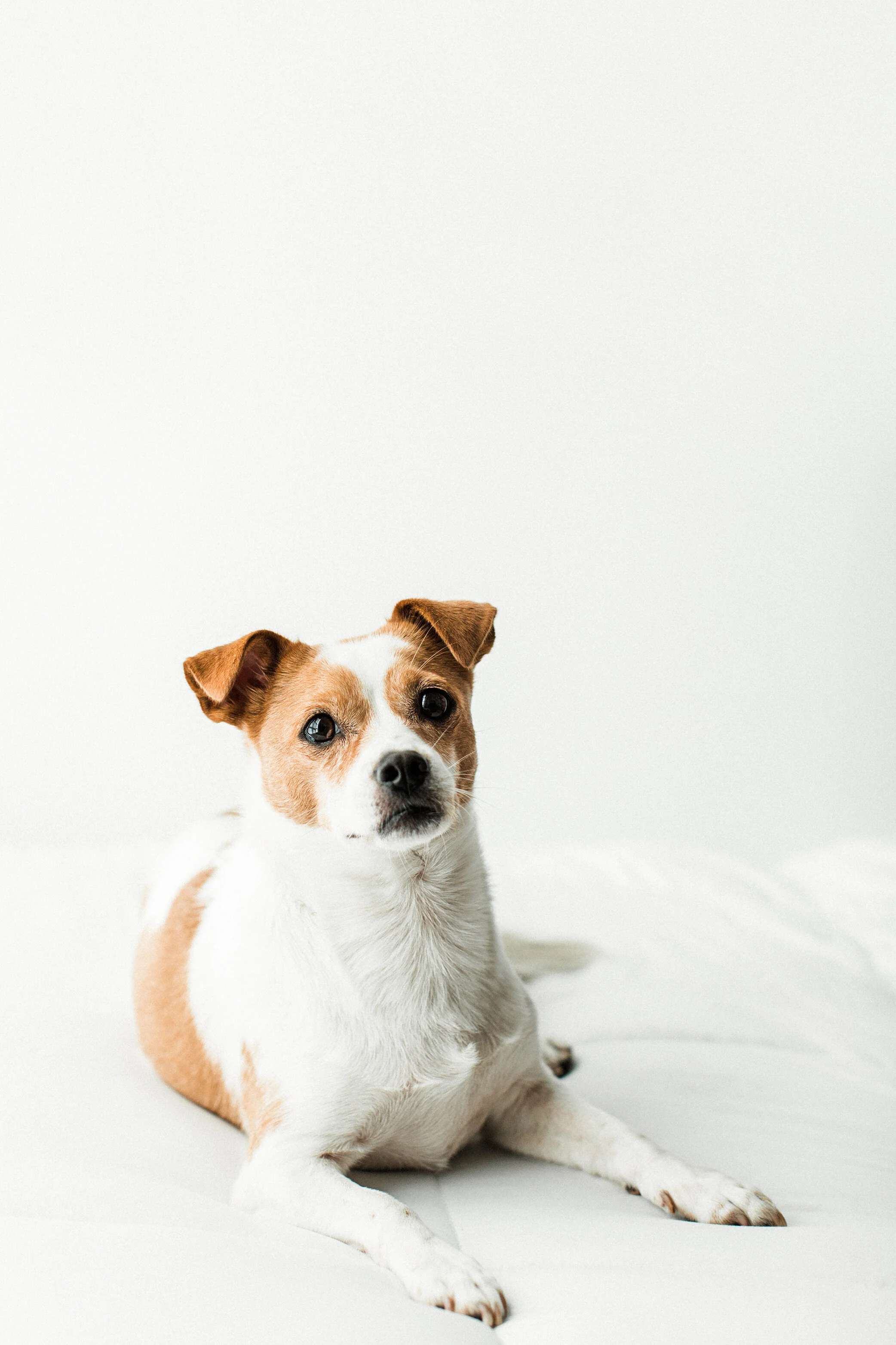 Doolgie