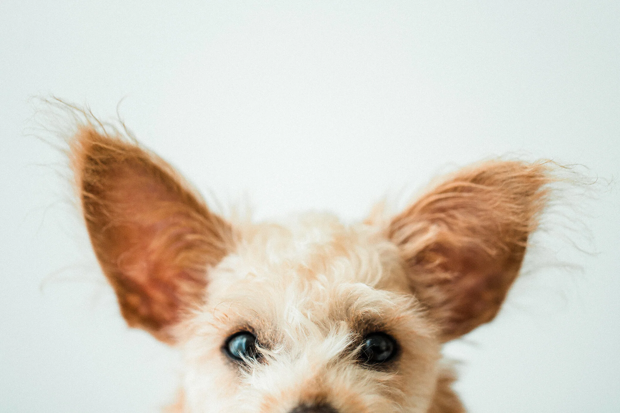 Susu_Wildhearts_Photography08.jpg
