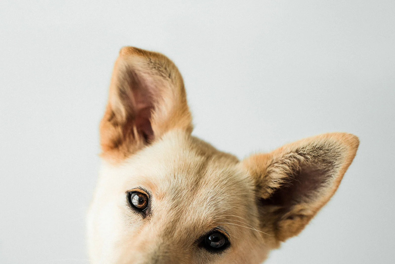 Pearl_Wildhearts_Photography07.jpg