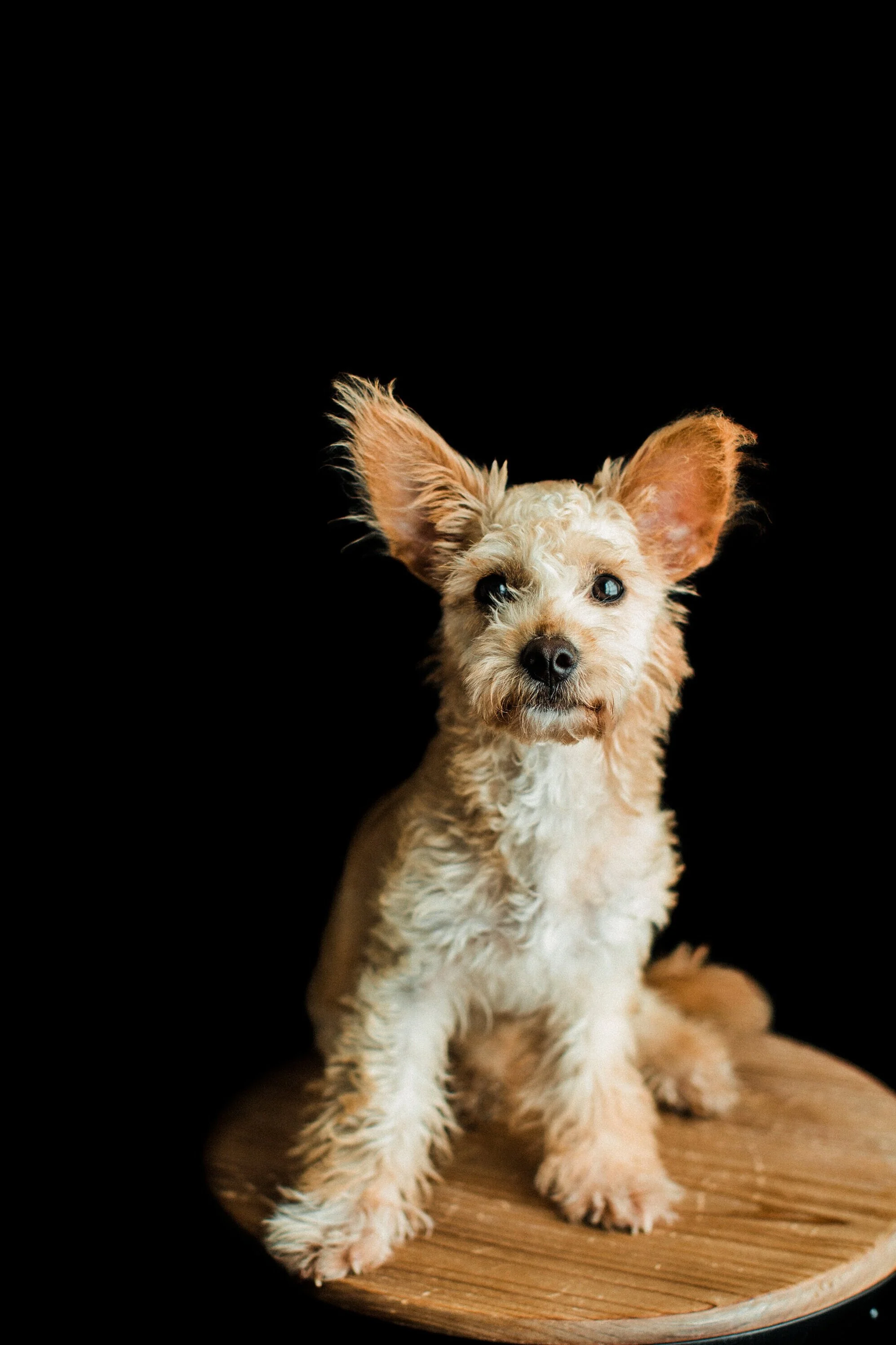 Susu_Wildhearts_Photography07.jpg