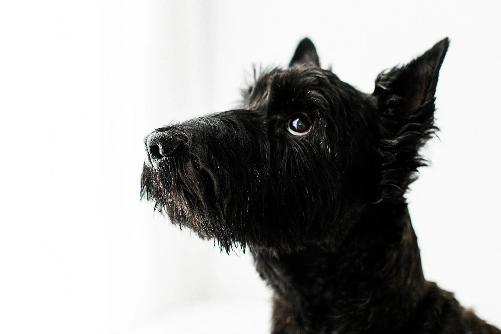 Perry_Wildhearts_Photography01.jpg