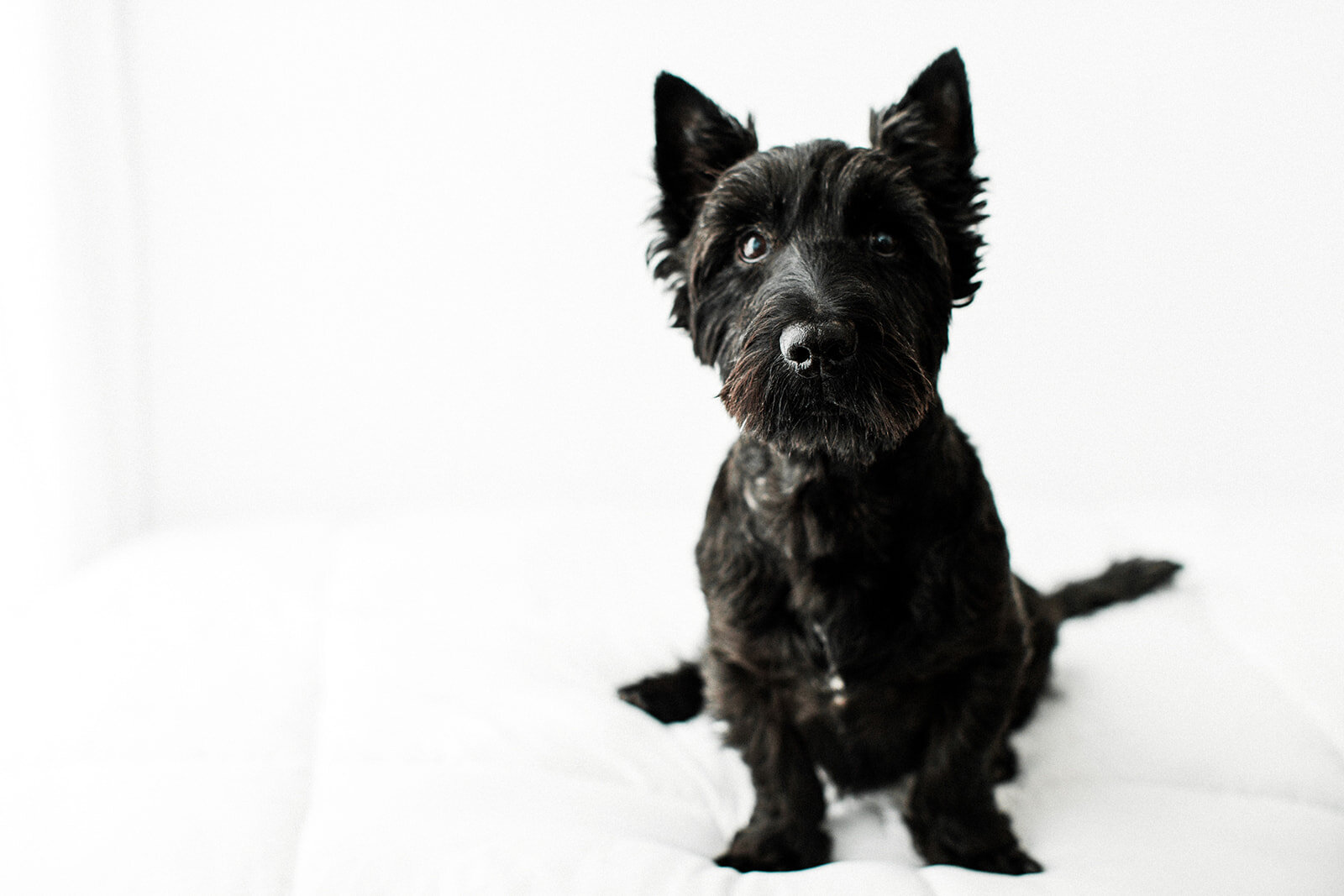 Perry_Wildhearts_Photography03.jpg