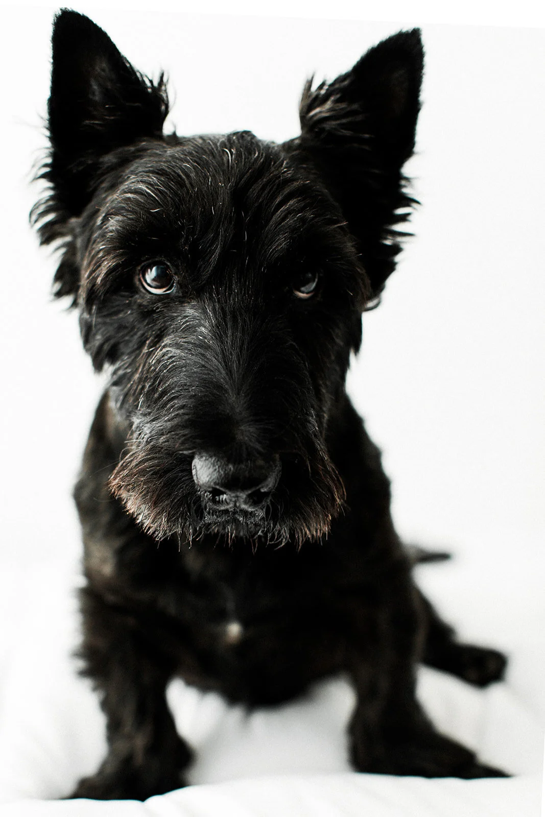 Perry_Wildhearts_Photography08.jpg
