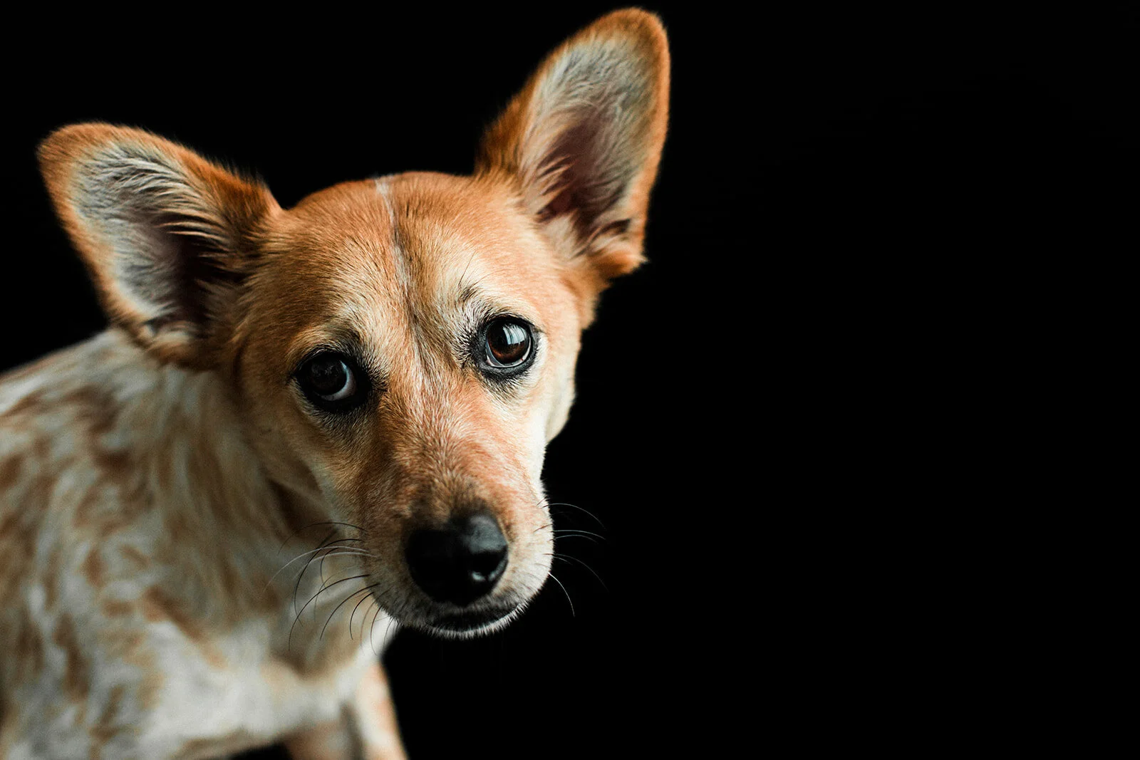 Jack_Wildhearts_Photography05.jpg