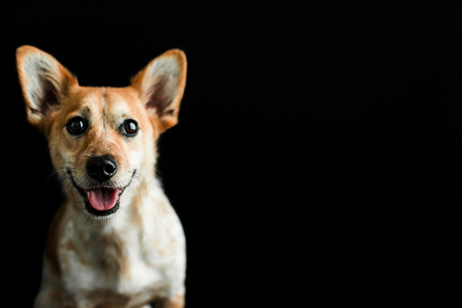 Jack_Wildhearts_Photography07.jpg