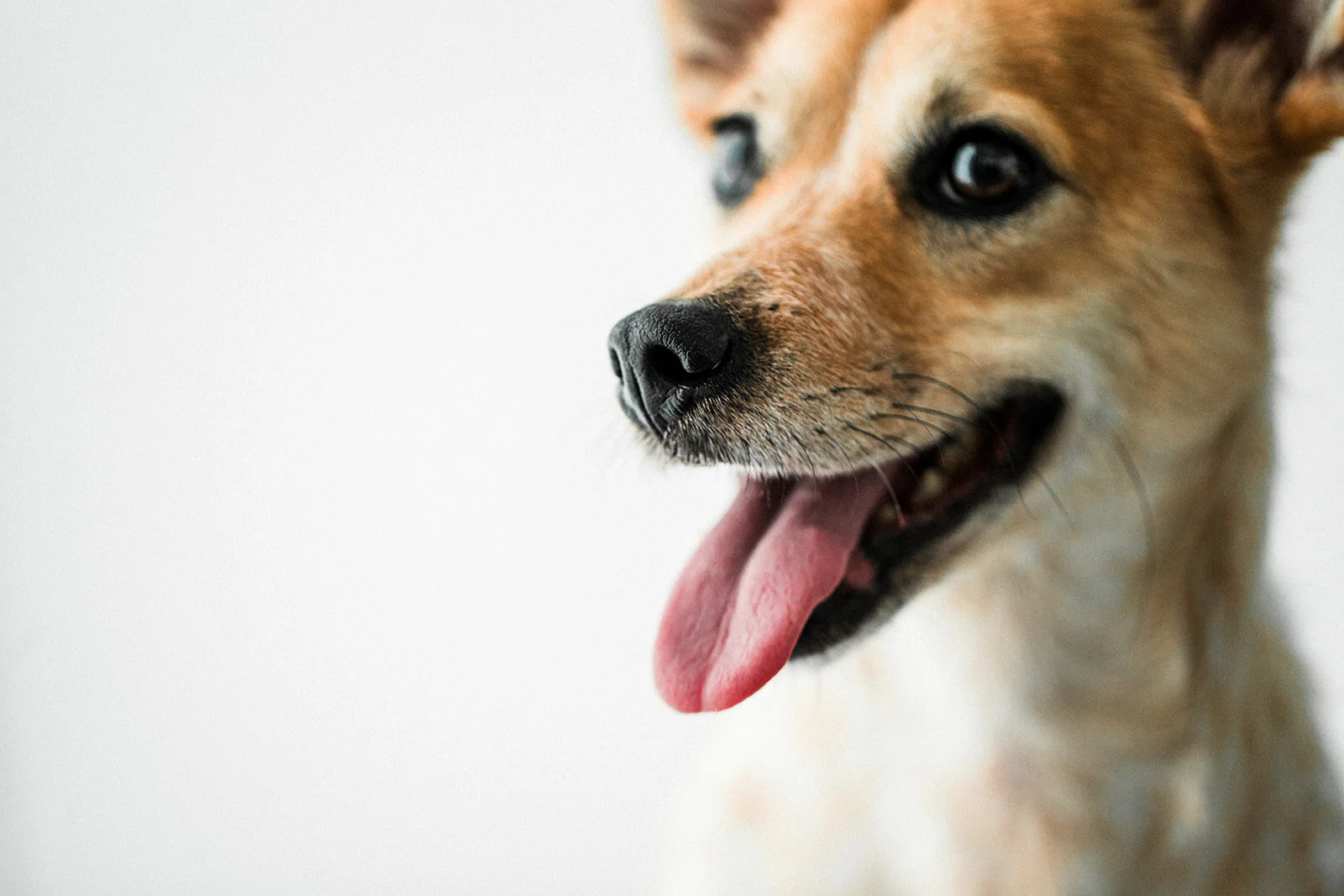 Jack_Wildhearts_Photography08.jpg