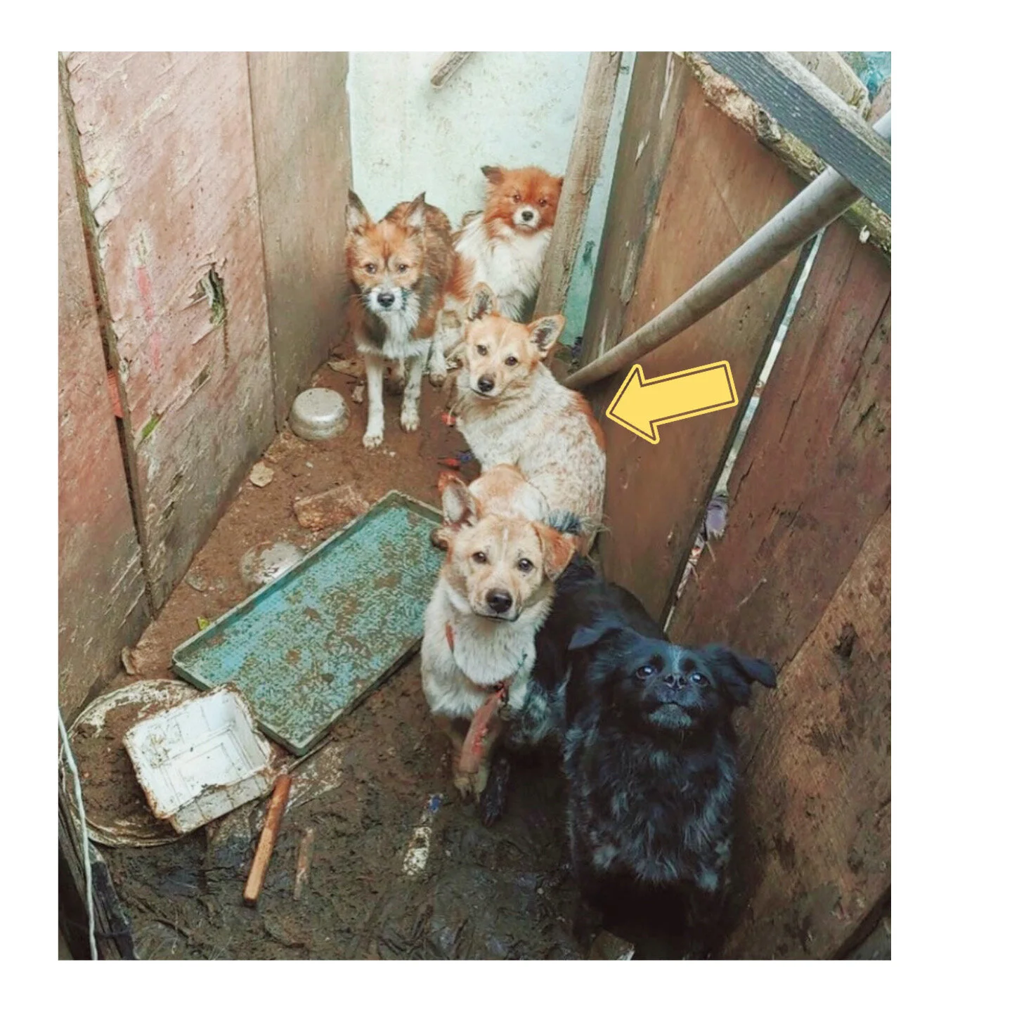 Jack_hoarderhouse.jpg