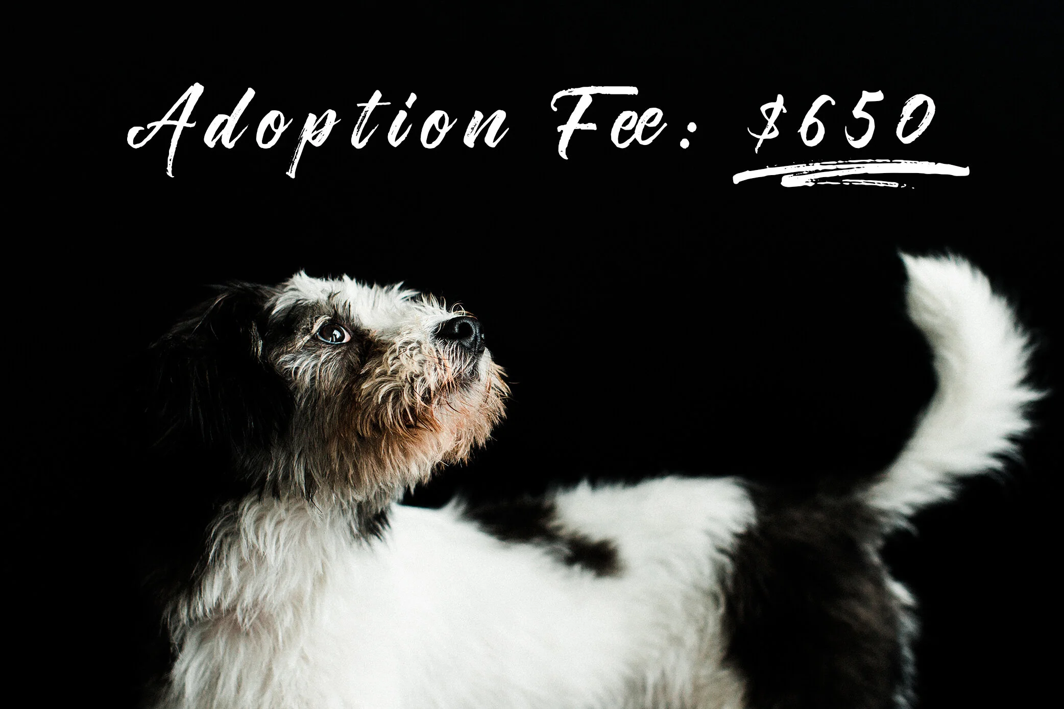 adoption fee.jpg