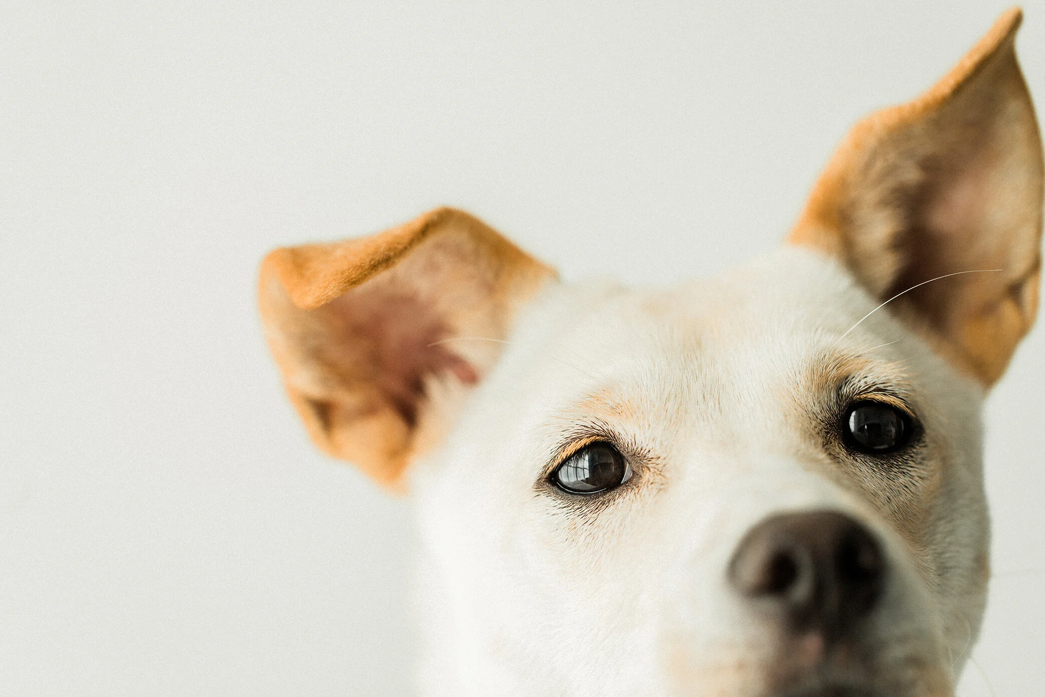 Ella_Wildhearts_Photography15.jpg