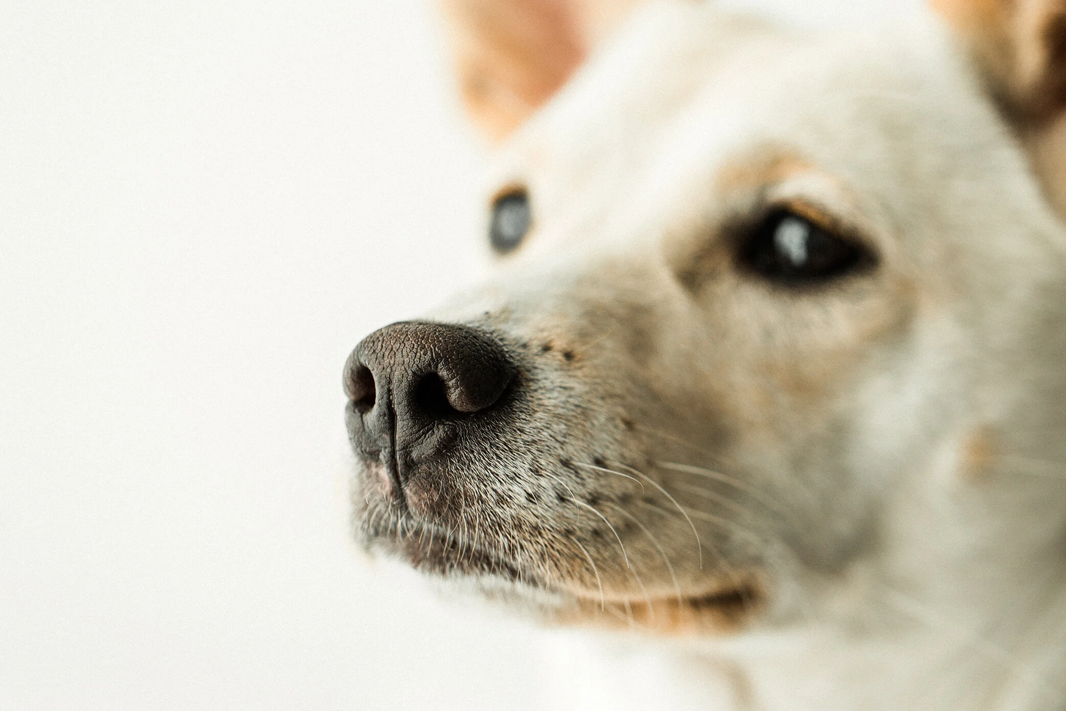 Ella_Wildhearts_Photography14.jpg