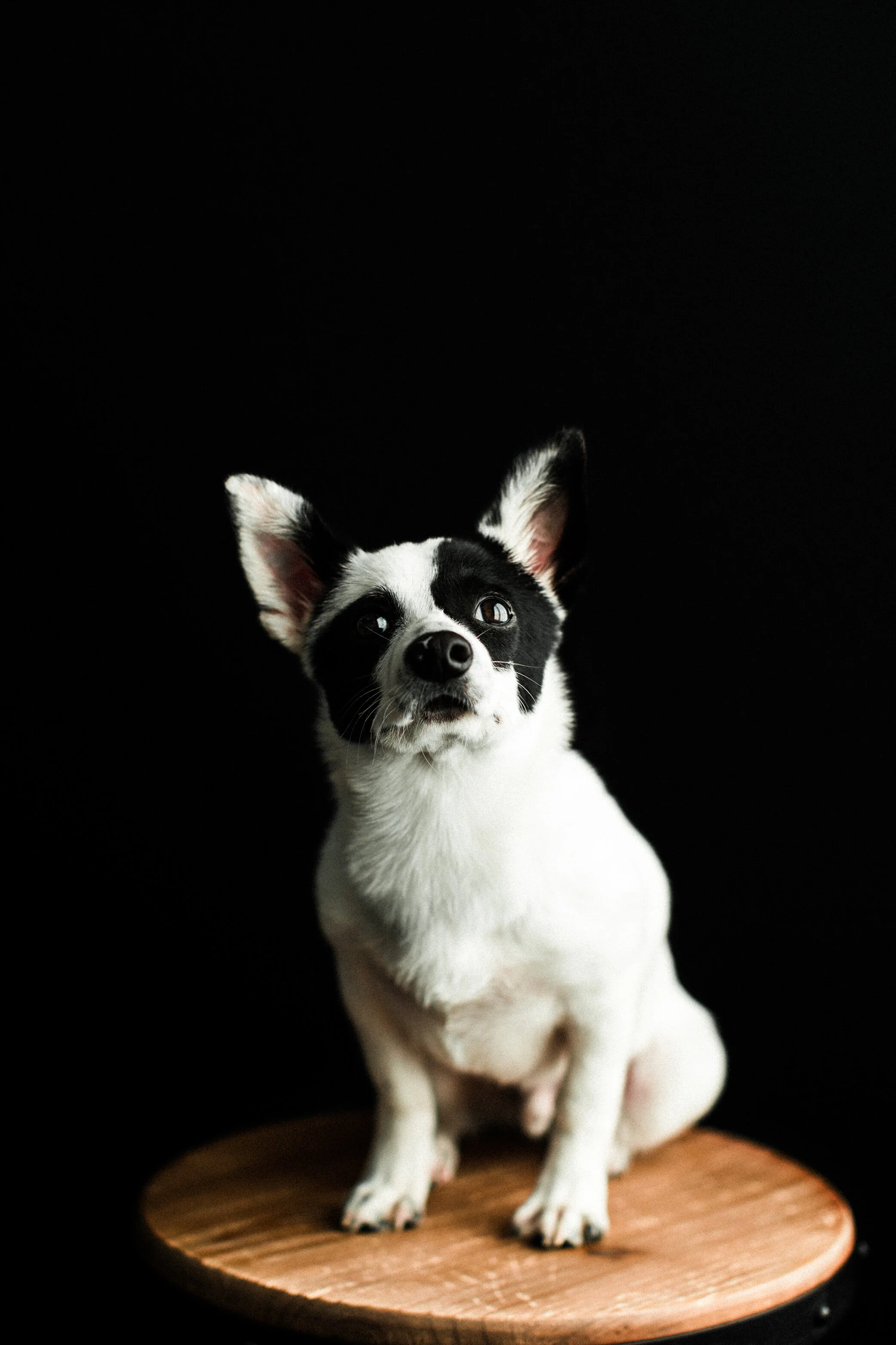Spencer_Wildhearts04.jpg