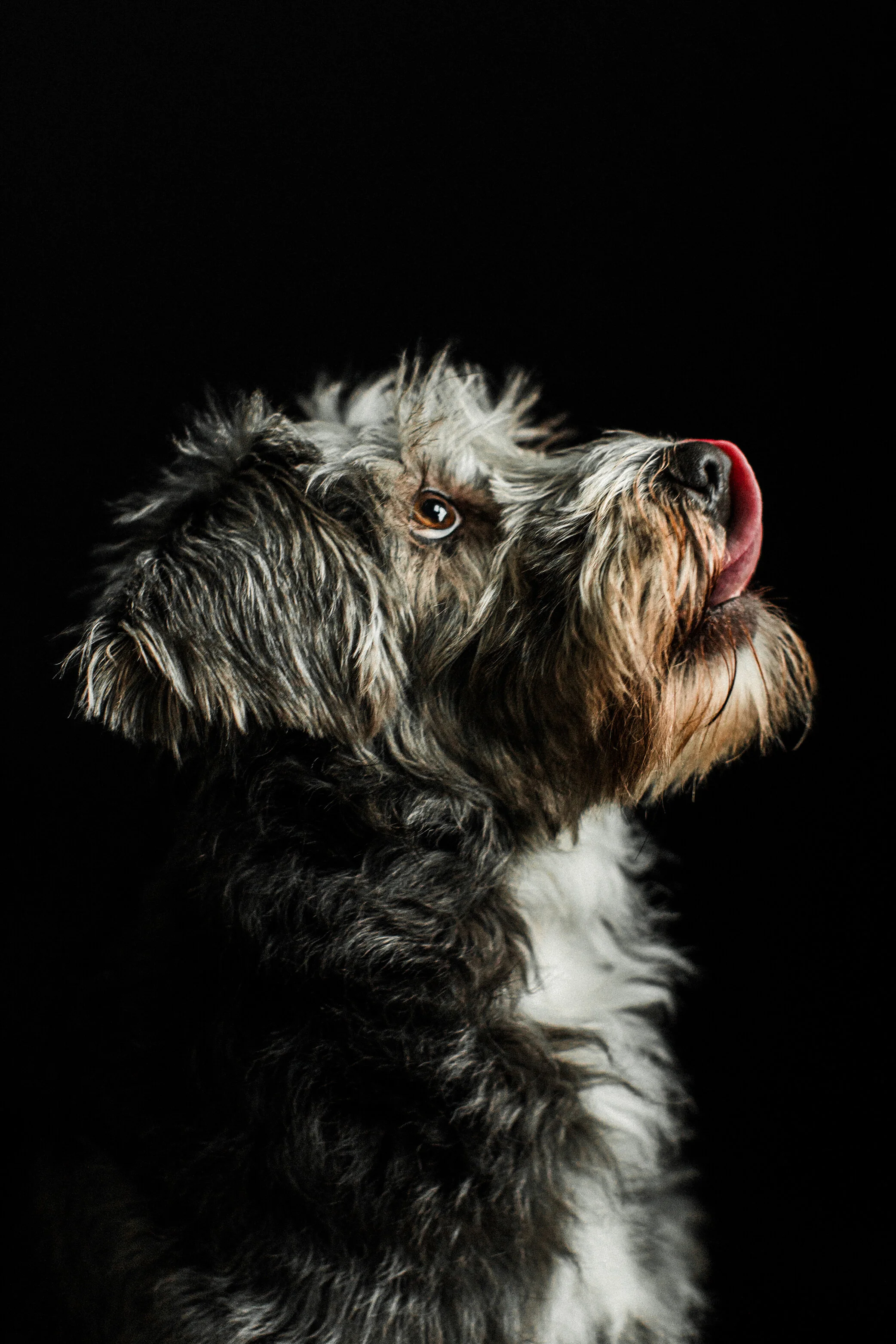 Dobby_Wildhearts11.jpg