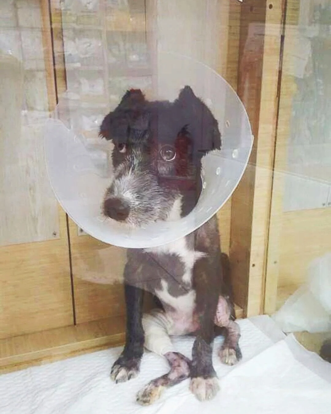 dobby1112.jpg