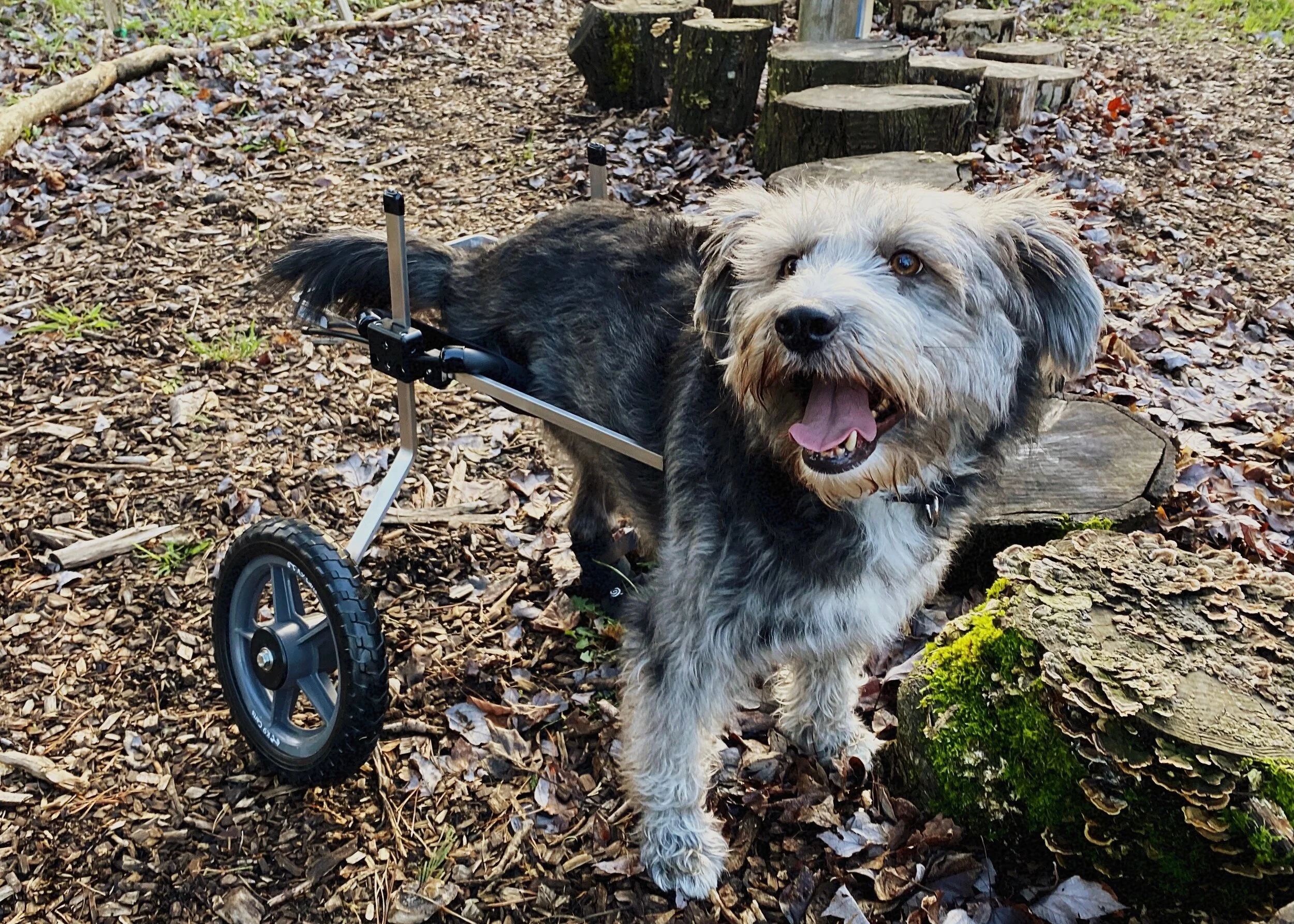Dobbywheelchair.jpg