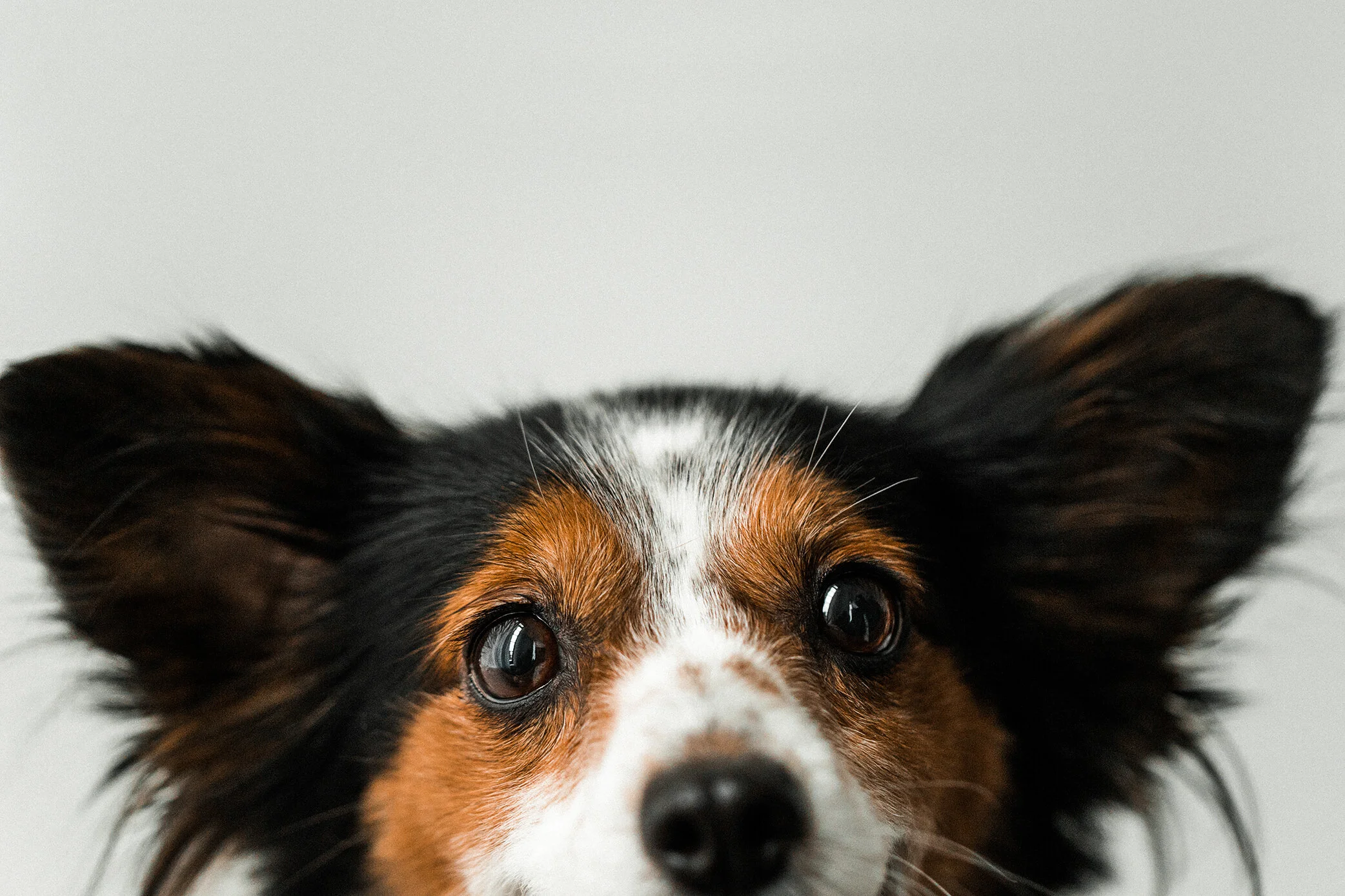 Peggy_Wildhearts08.jpg