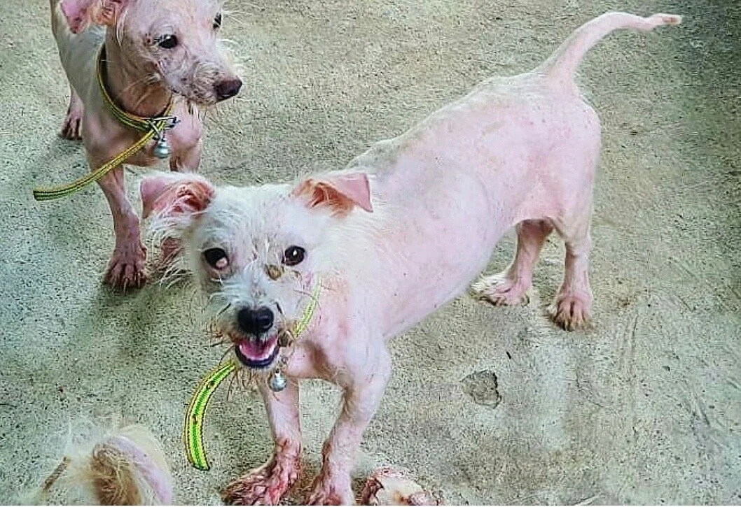 Midge_intake.jpg