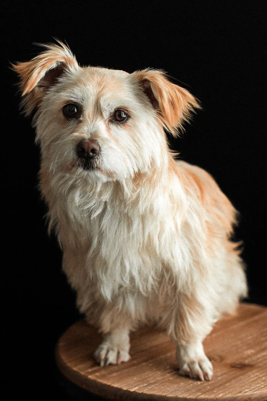 Midge