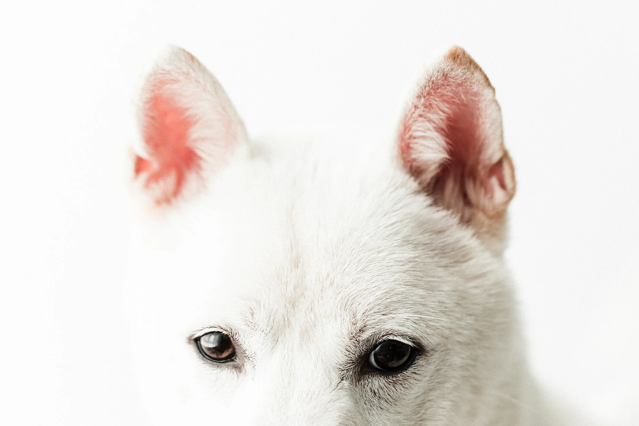 Zuko_Wildhearts03.jpg