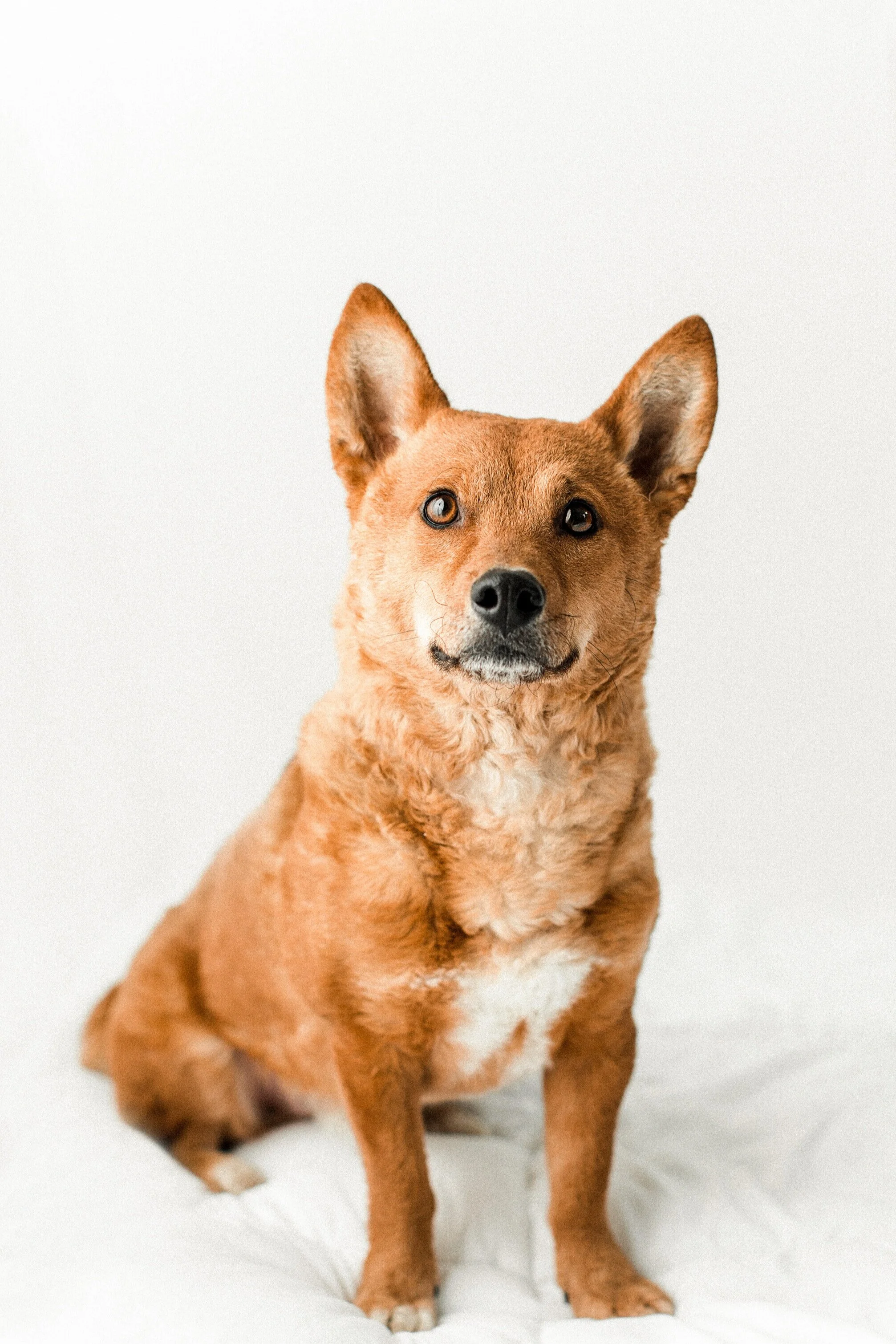 Duke