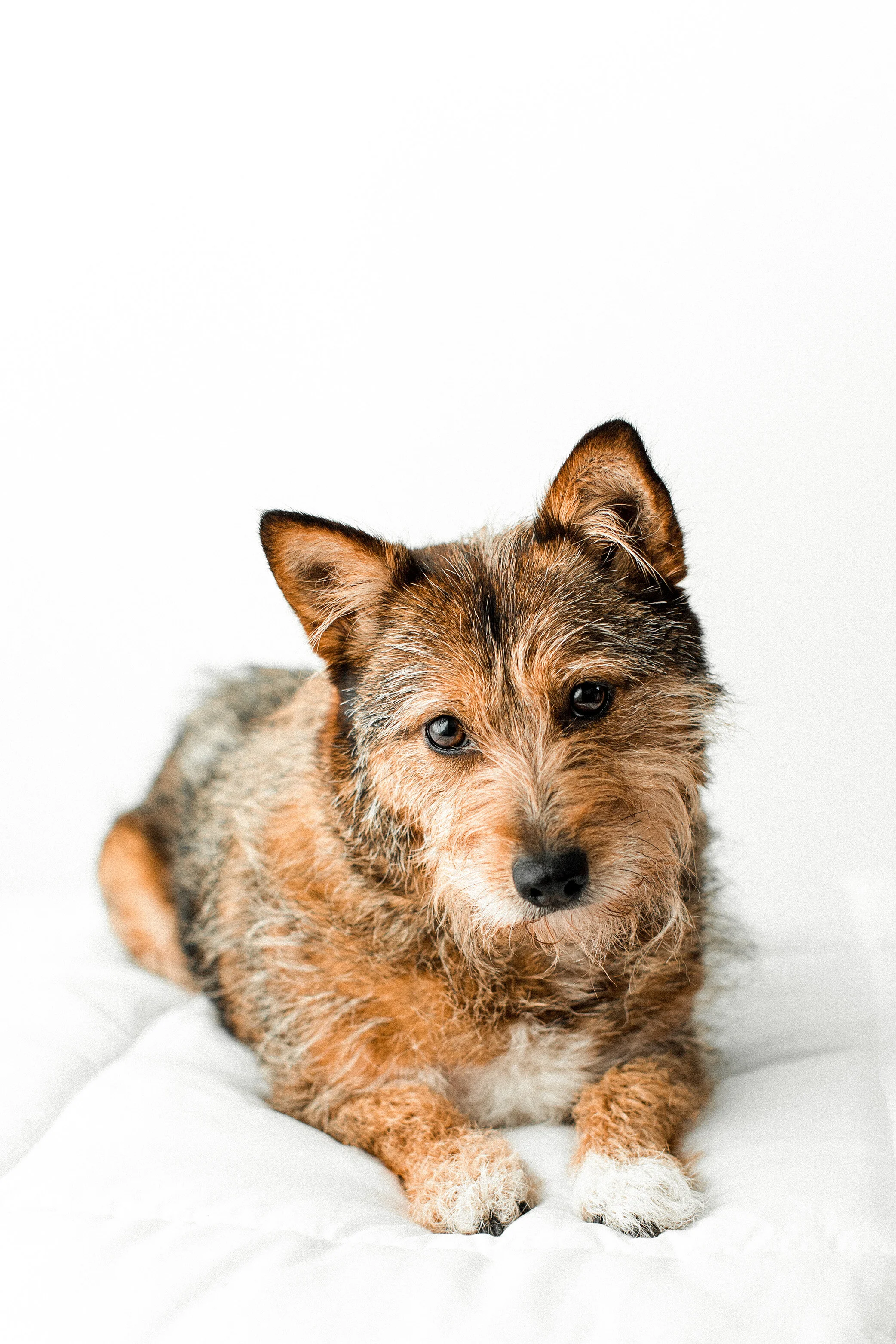 Frantz_wildheartspetphotography